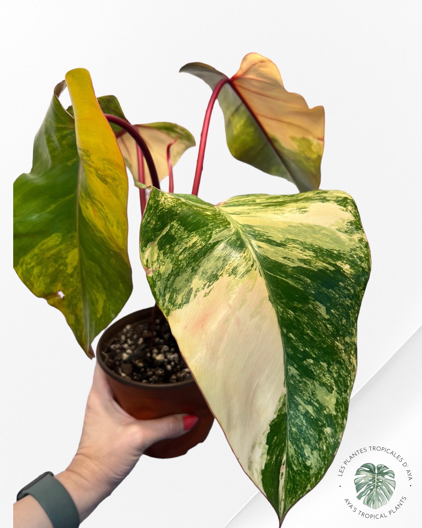 Philodendron Strawberry Shake JAS3
