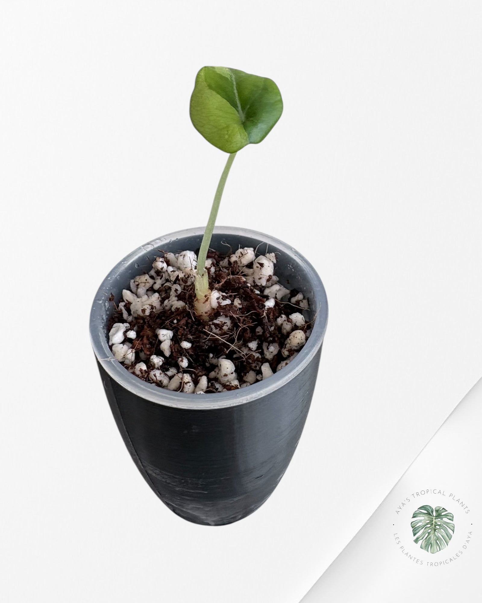 Alocasia Black Velvet Aurea Variegated