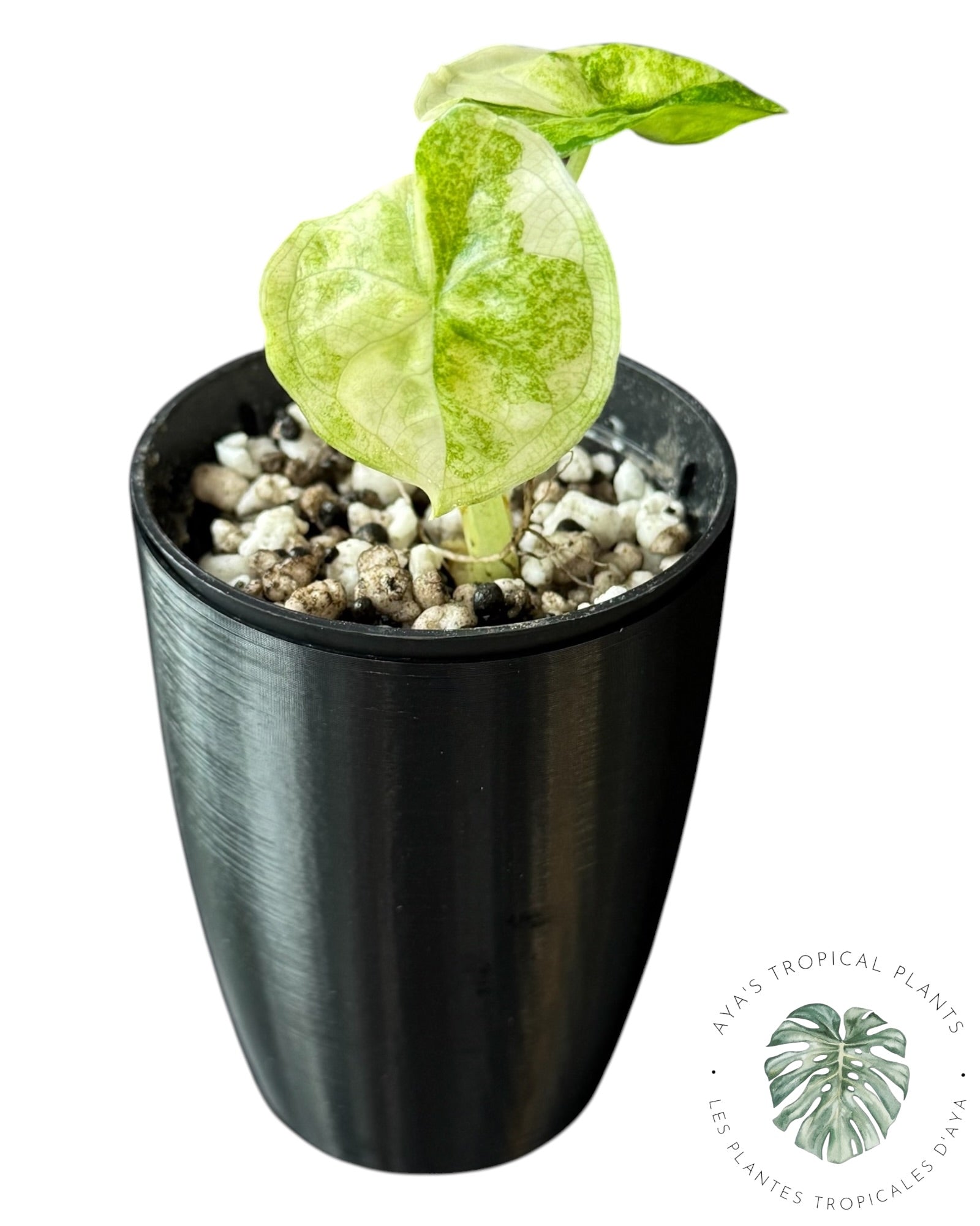 Alocasia Aegis Mint Variegated