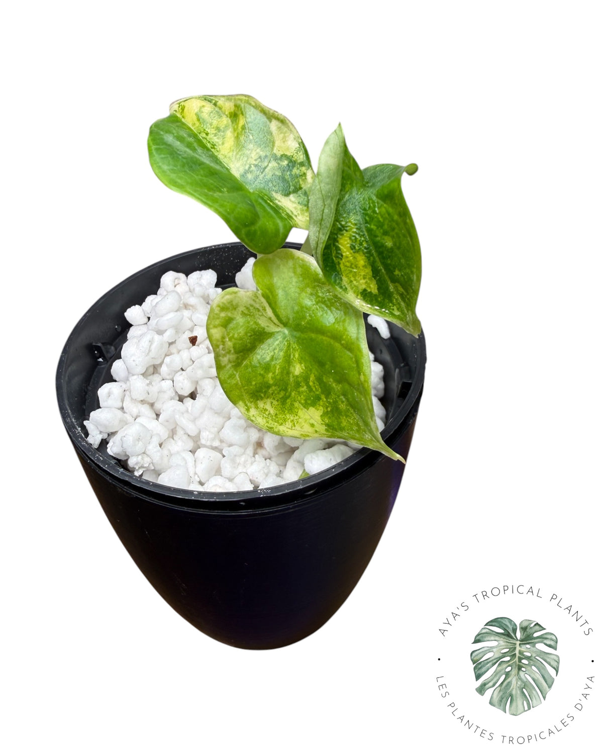 Alocasia Silver Dragon Aurea Panaché