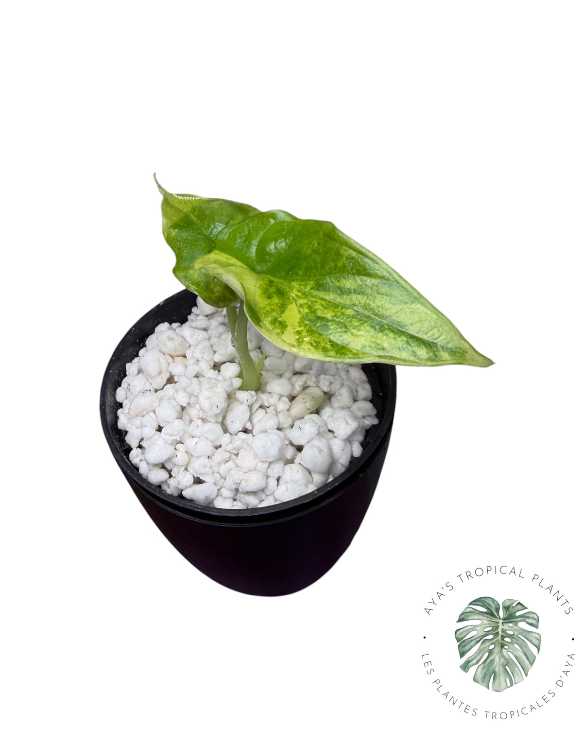 Alocasia Silver Dragon Aurea Panaché