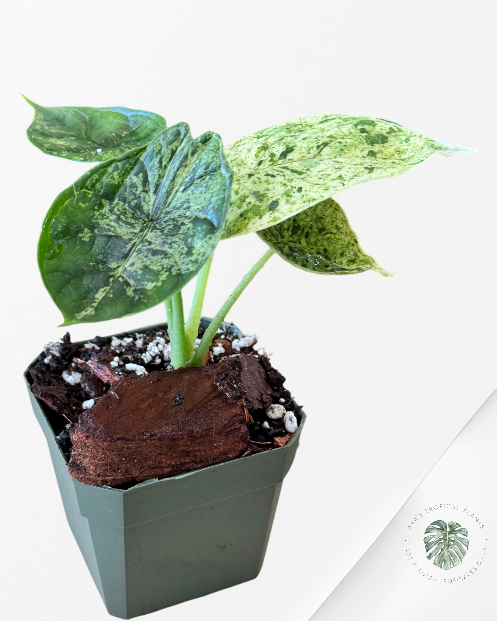 Alocasia baginda 'Dragon Scale' variegated Mint-30