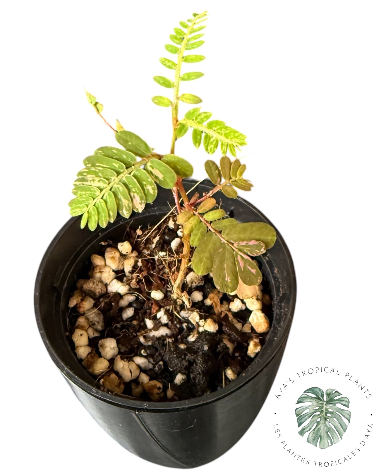 Phyllanthus urinaria 'Pink Variegated