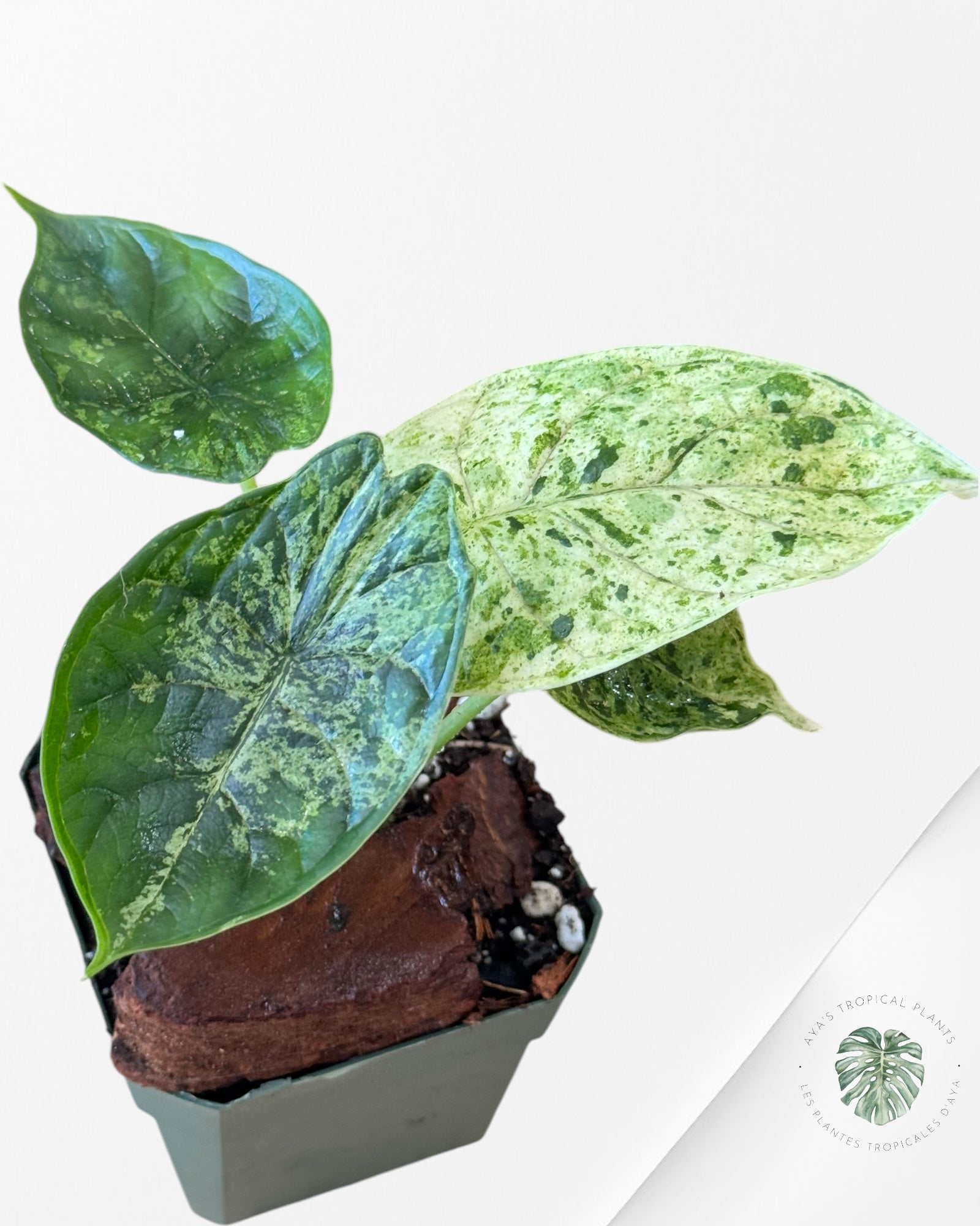 Alocasia baginda 'Dragon Scale' variegated Mint-30