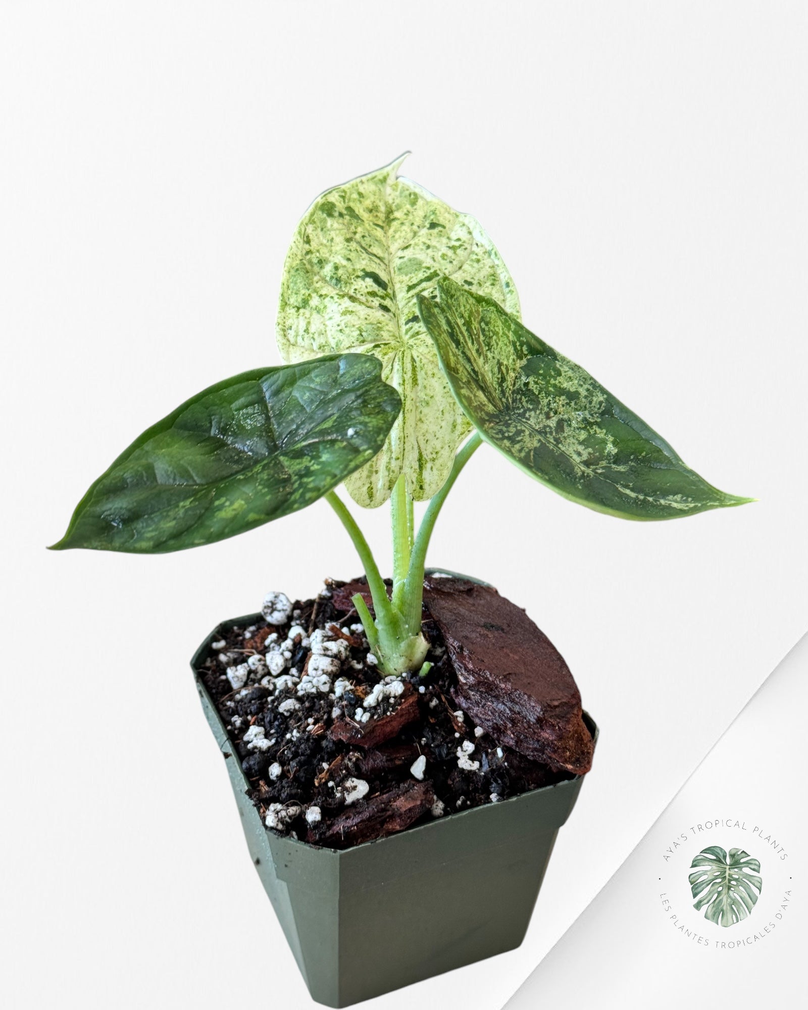 Alocasia baginda 'Dragon Scale' variegated Mint-30