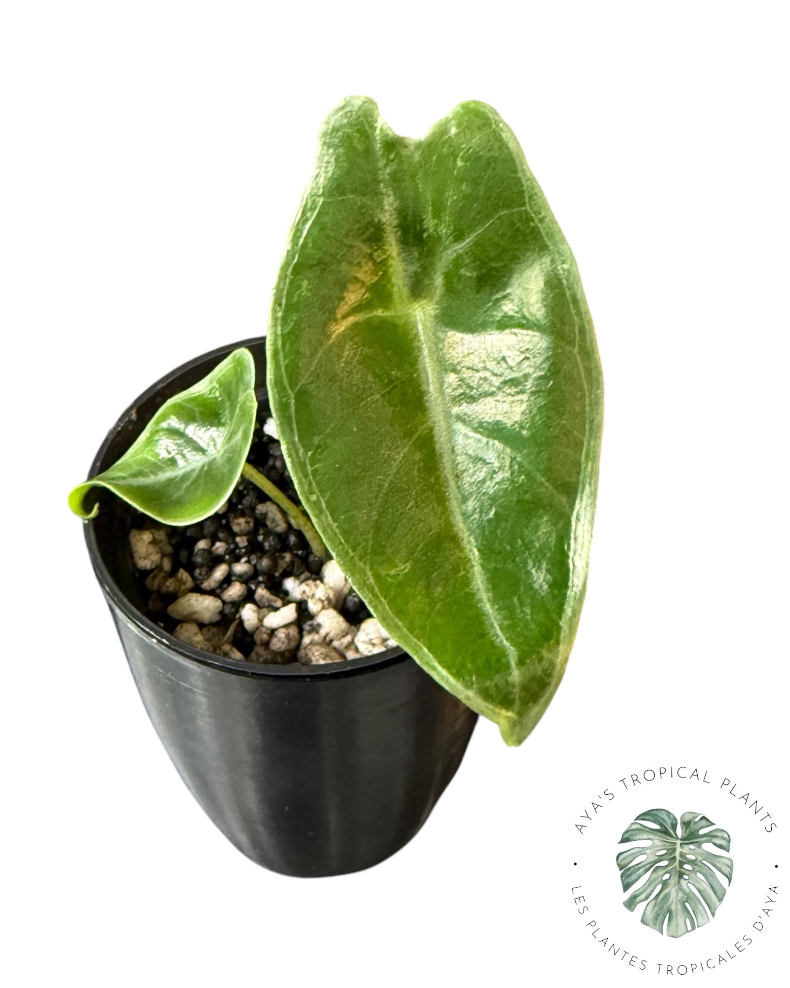 Alocasia Longiloba Pourpre