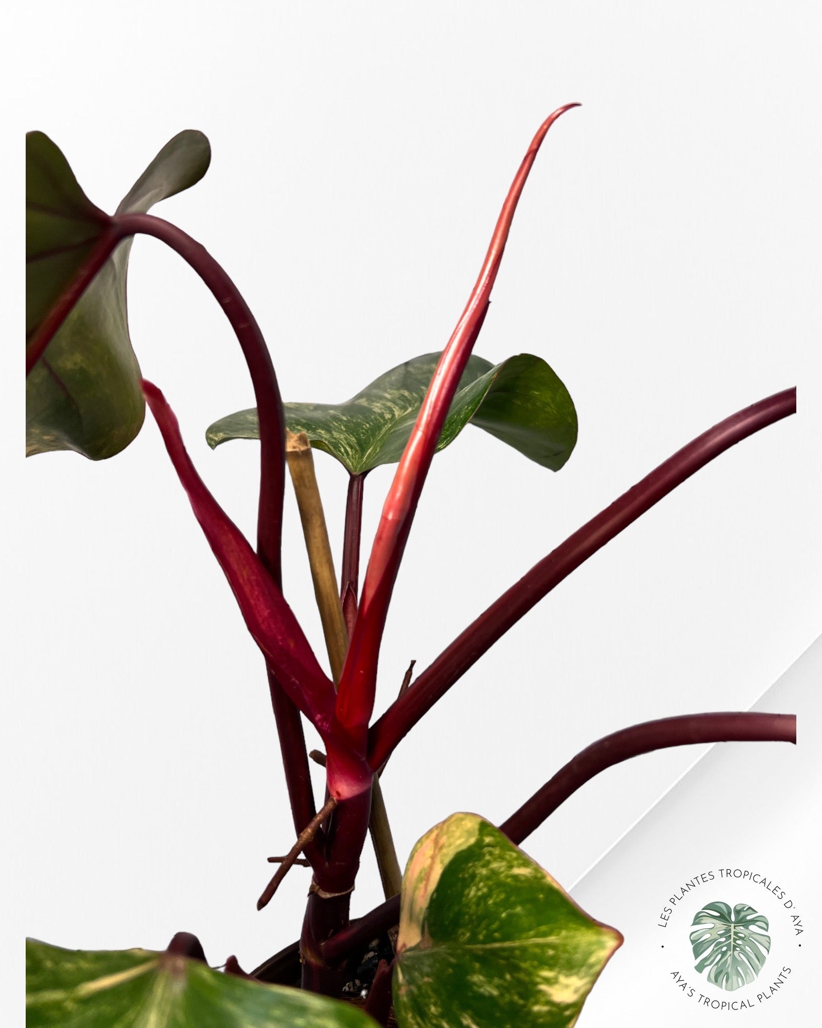Philodendron Strawberry Shake JAS4