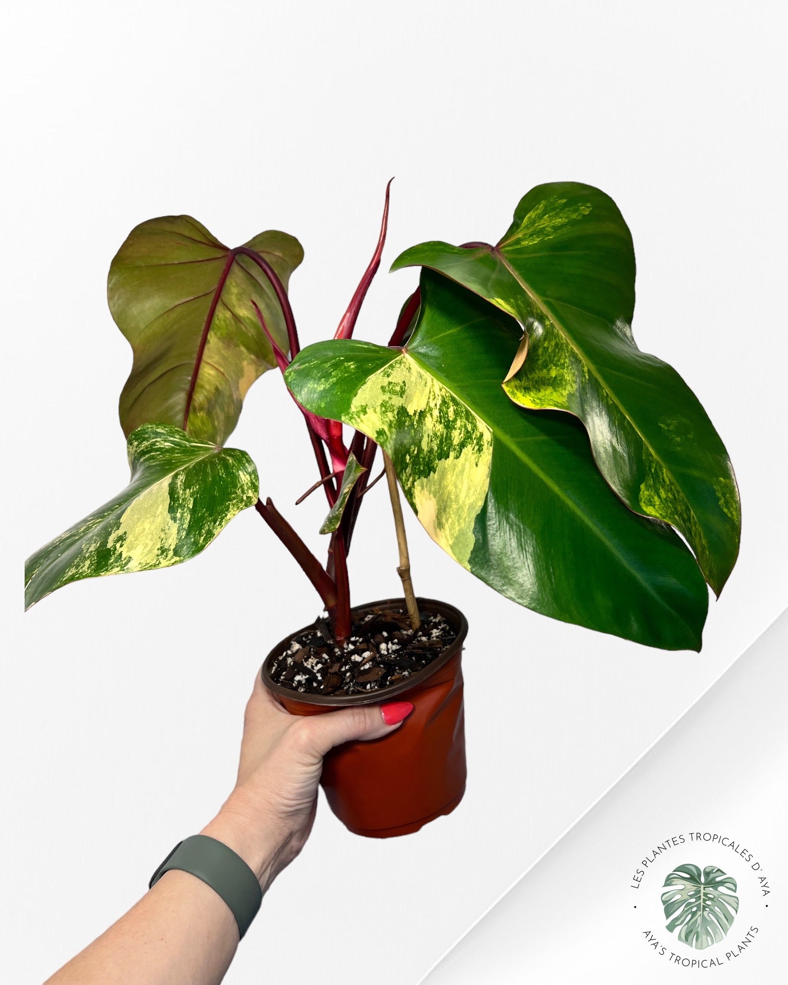 Philodendron Strawberry Shake JAS4