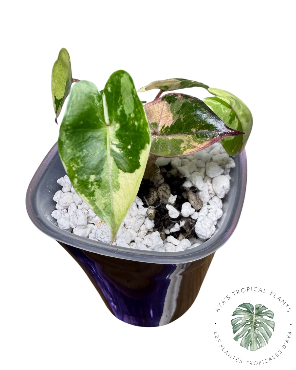Alocasia Yucatan Princess Rose Panaché