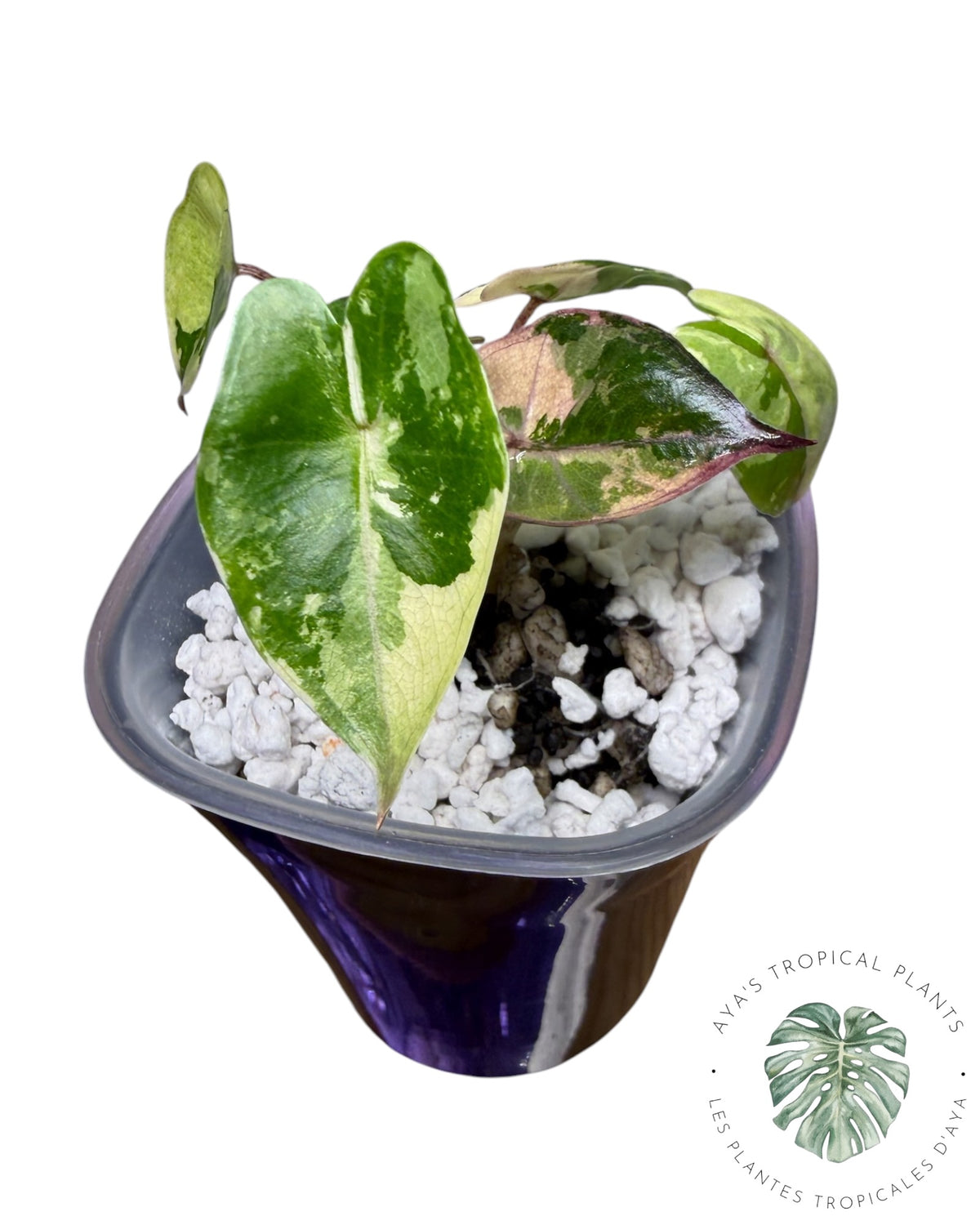 Alocasia Yucatan Princess Rose Panaché