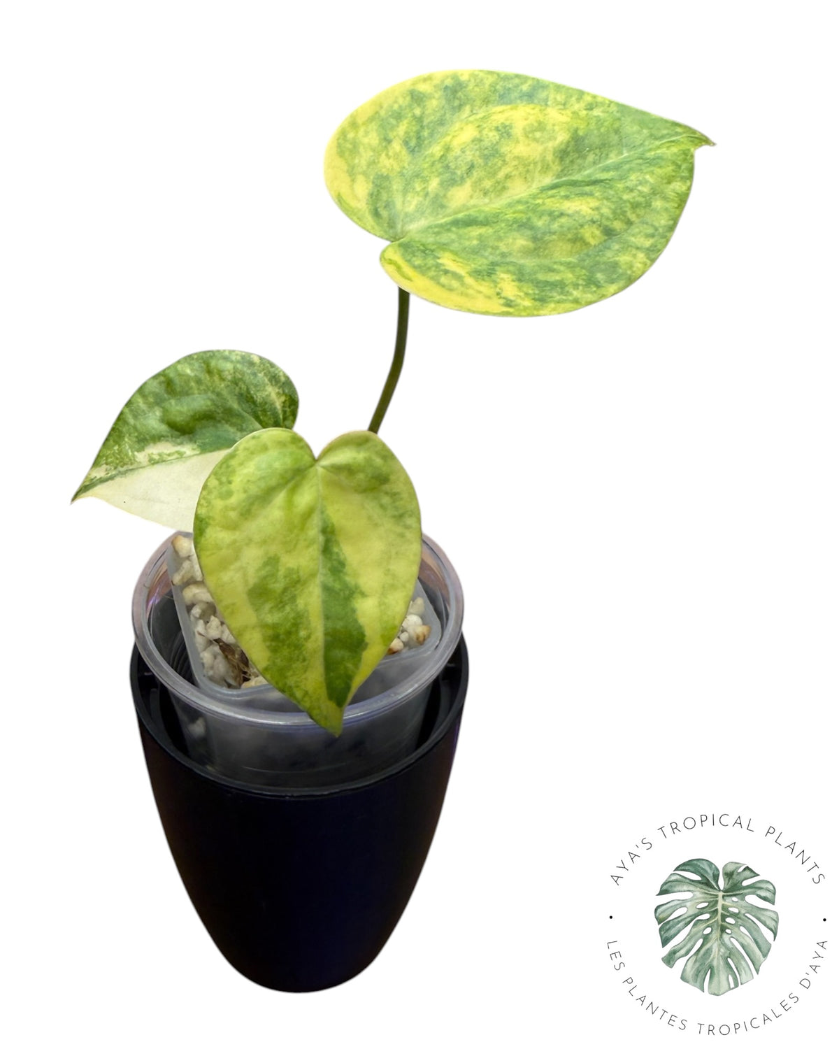Anthurium Clarinervium Aurea Panaché