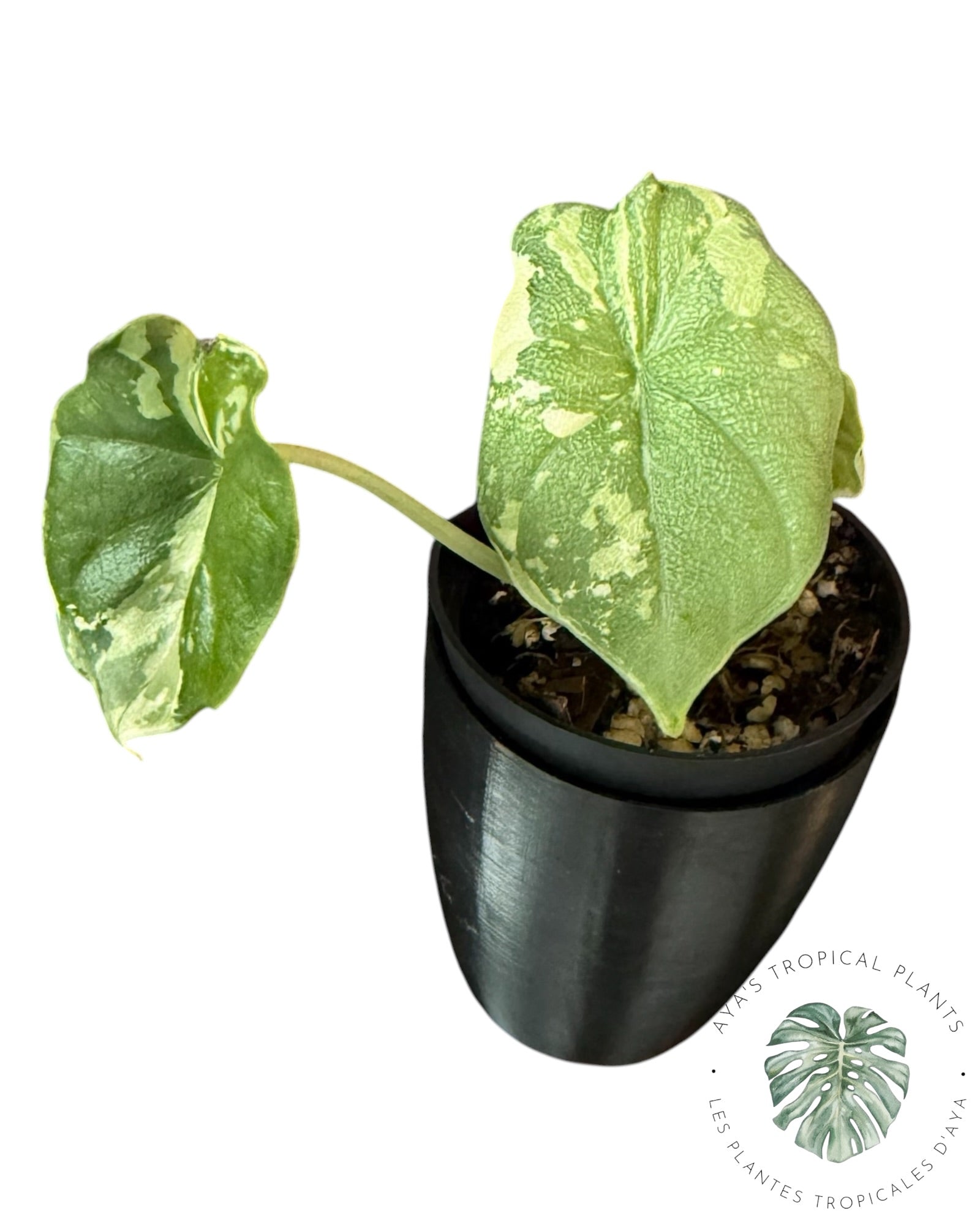 Alocasia Melo Albo Variegated