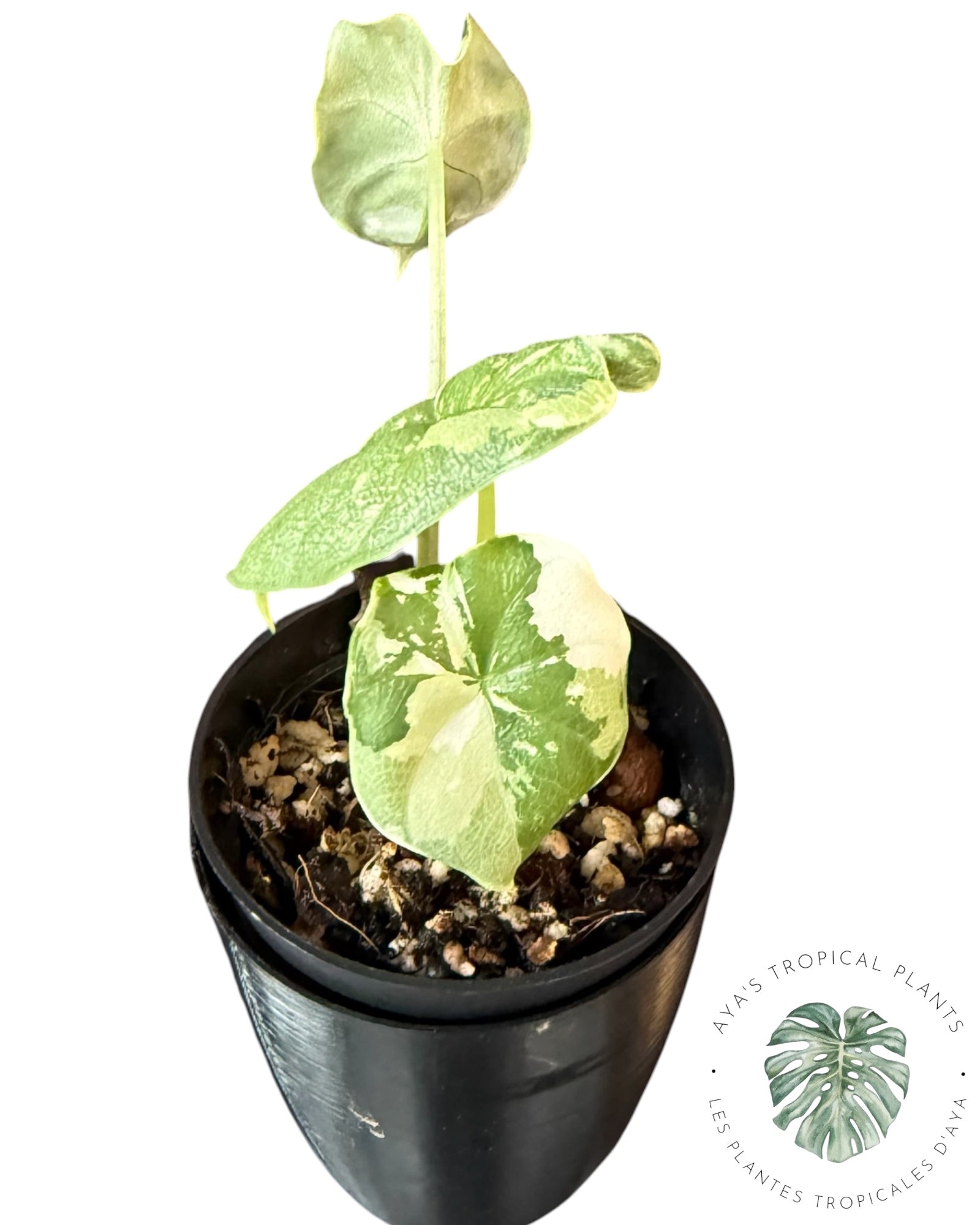 Alocasia Melo Albo Variegated