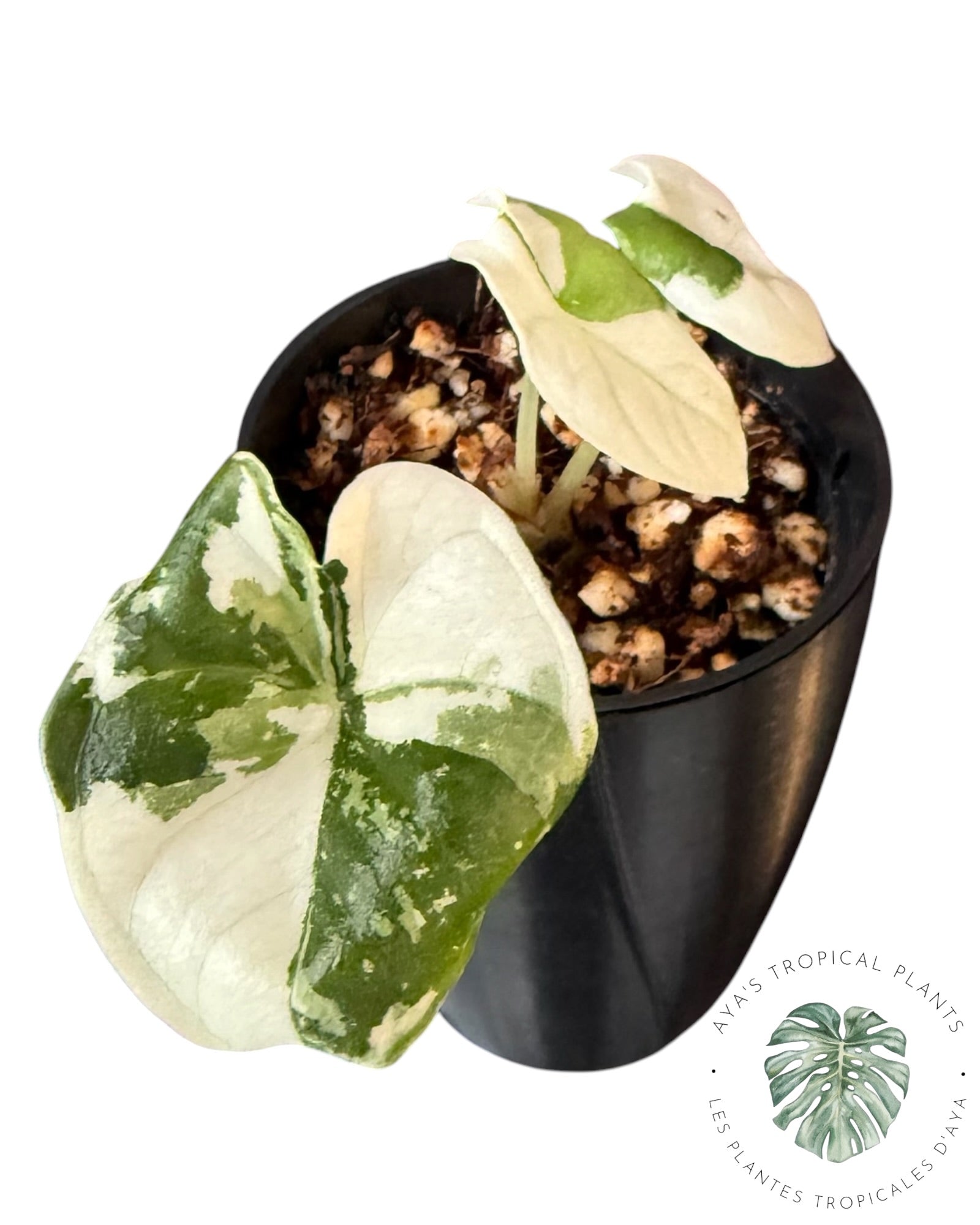 Alocasia Melo Albo Variegated