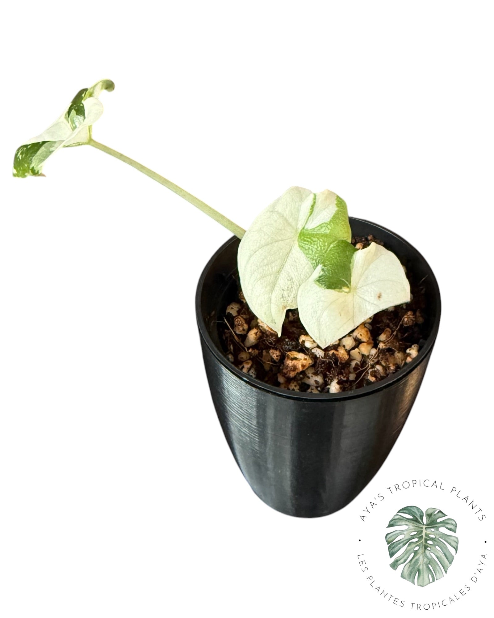 Alocasia Melo Albo Variegated
