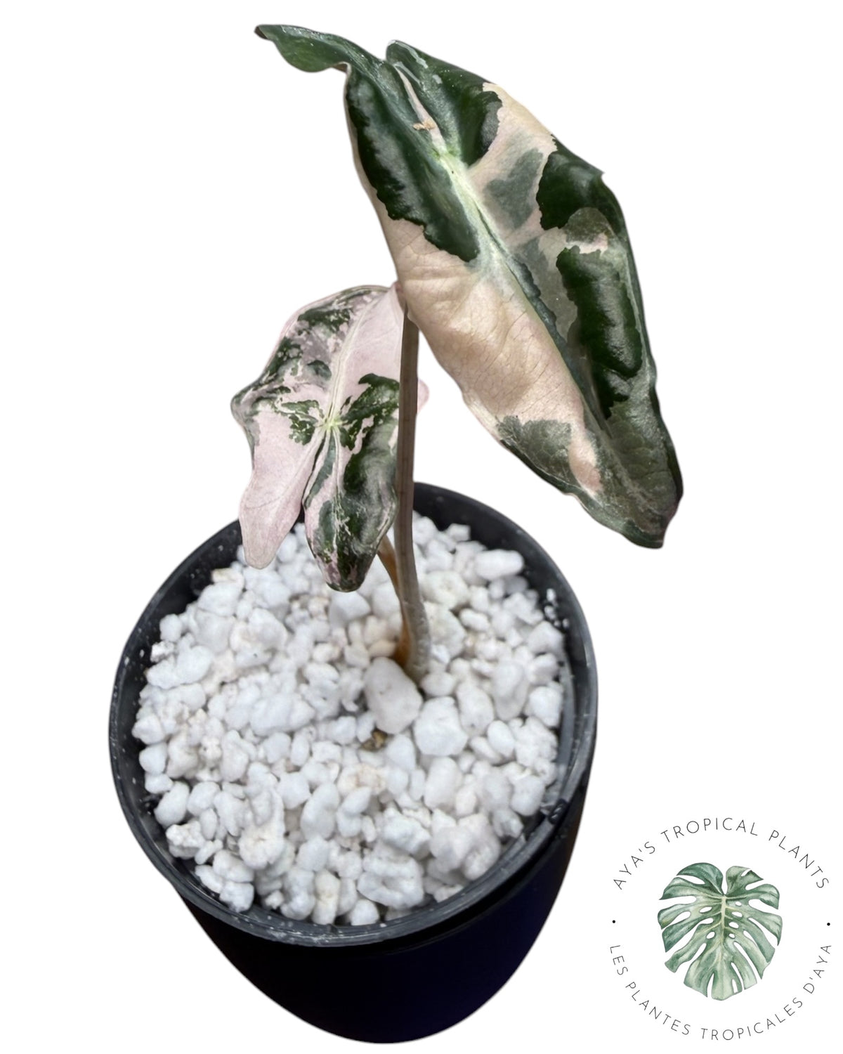 Alocasia Nobilis Pink Variegated