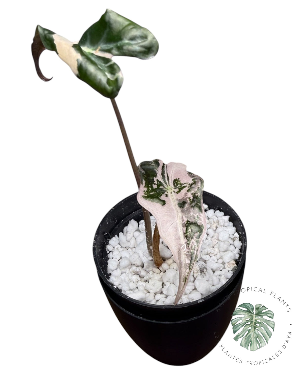 Alocasia Nobilis Pink Variegated