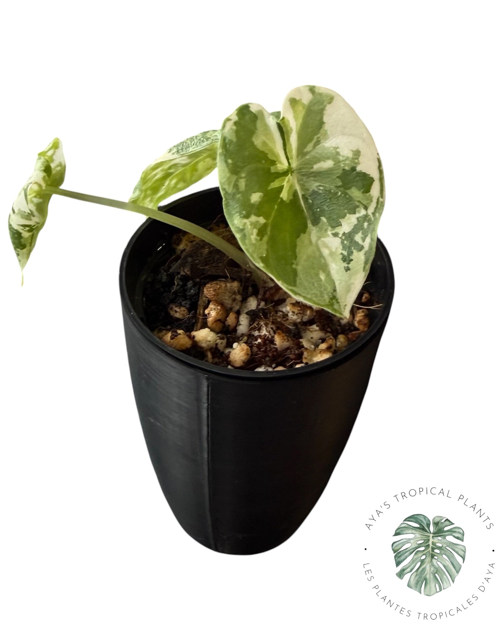 Alocasia Melo Albo Variegated