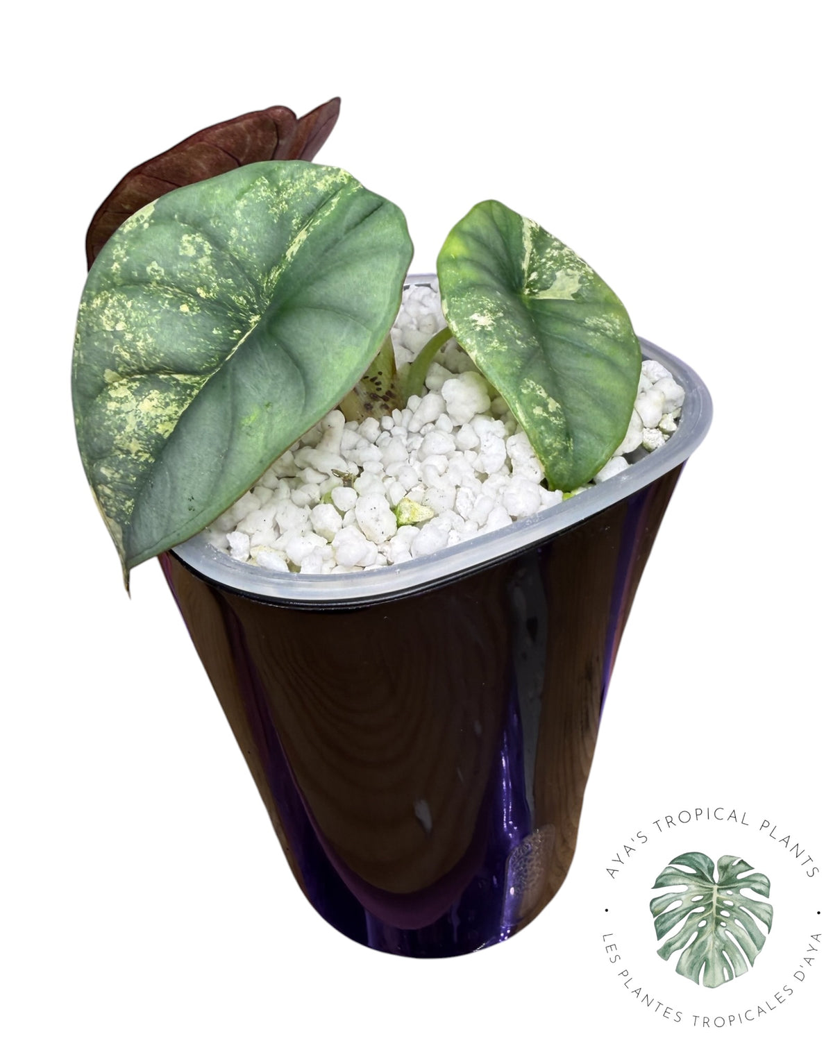 Alocasia Nebula Aurea Variégata