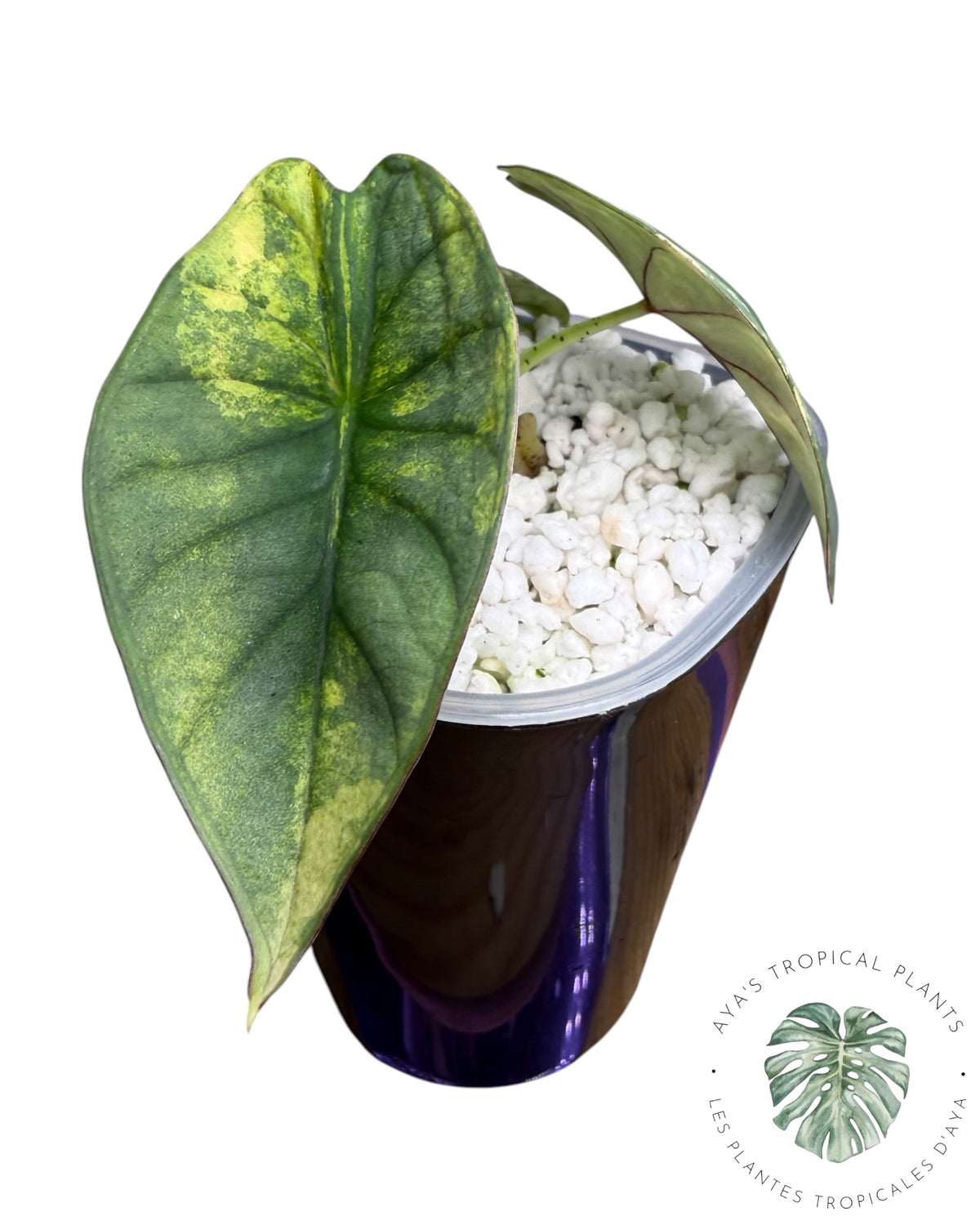 Alocasia Nebula Aurea Variégata