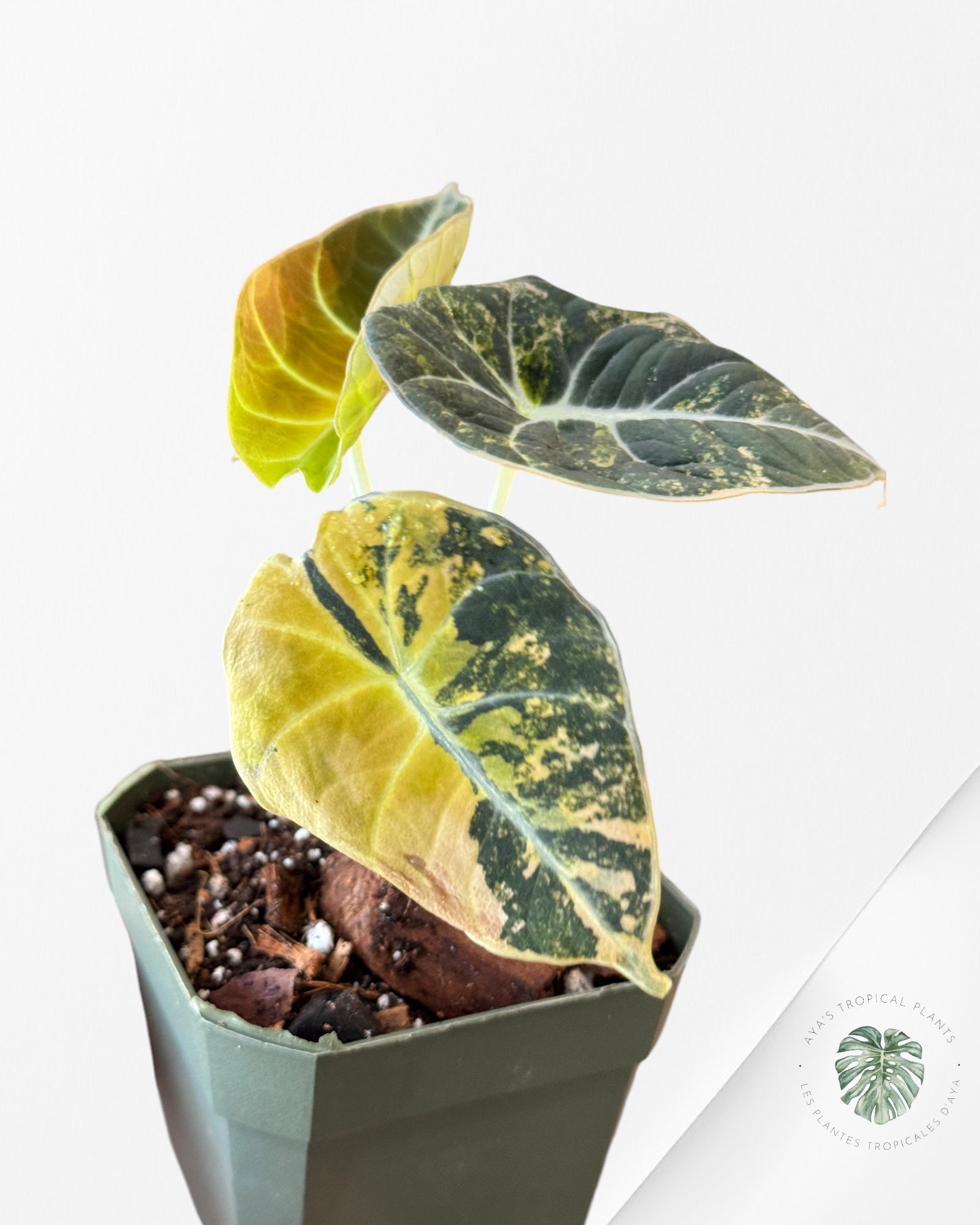 Alocasia Black Velvet Gold