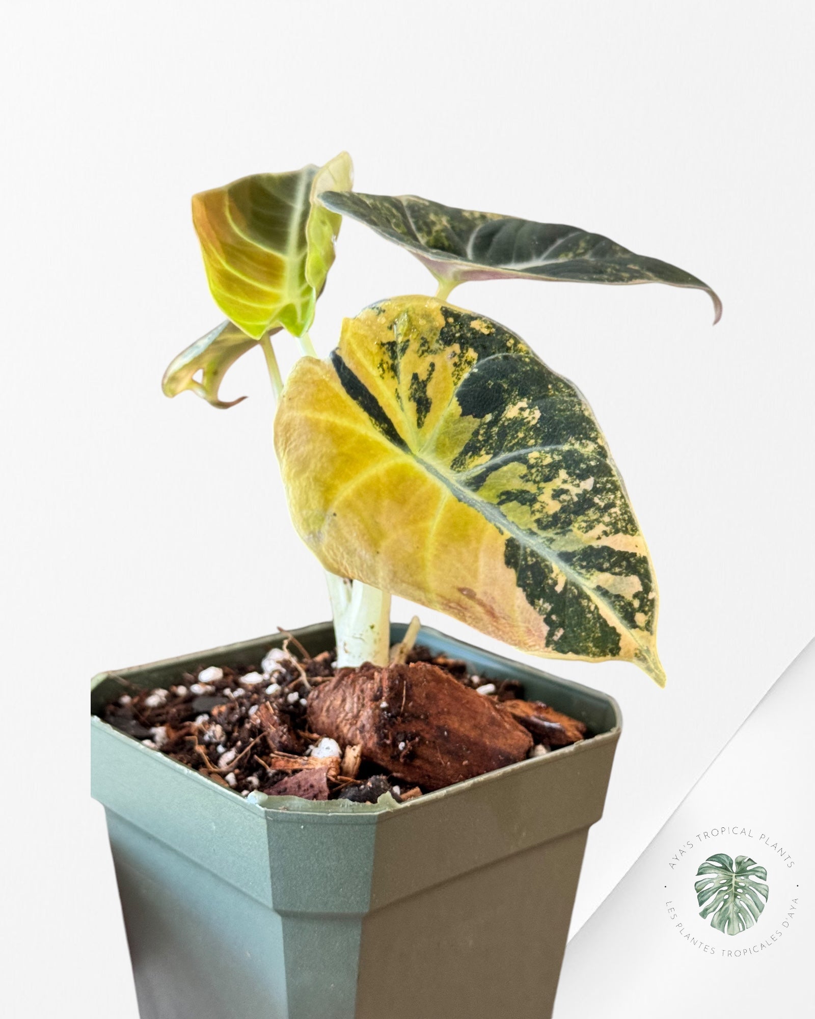 Alocasia Black Velvet Gold