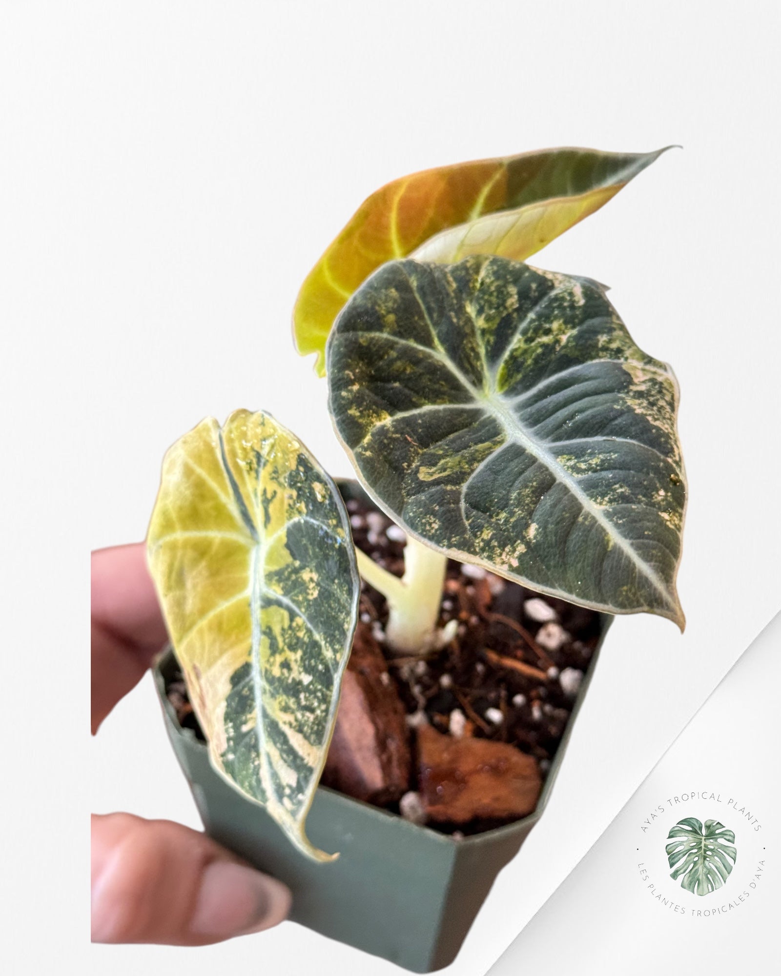 Alocasia Black Velvet Gold