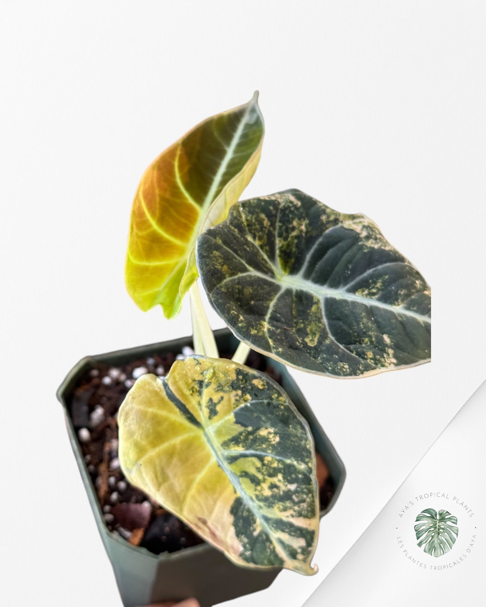 Alocasia Black Velvet Gold