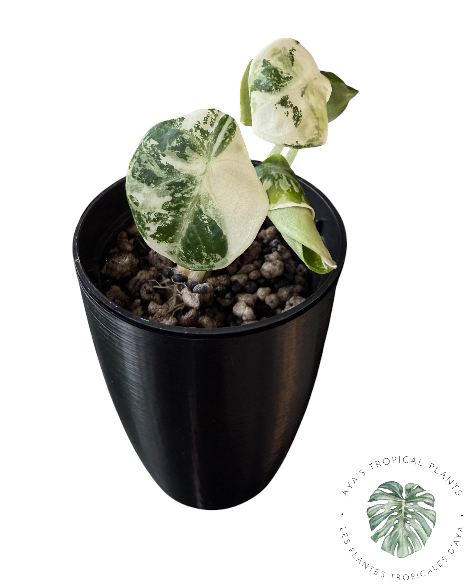Alocasia Ninja Albo Variegated