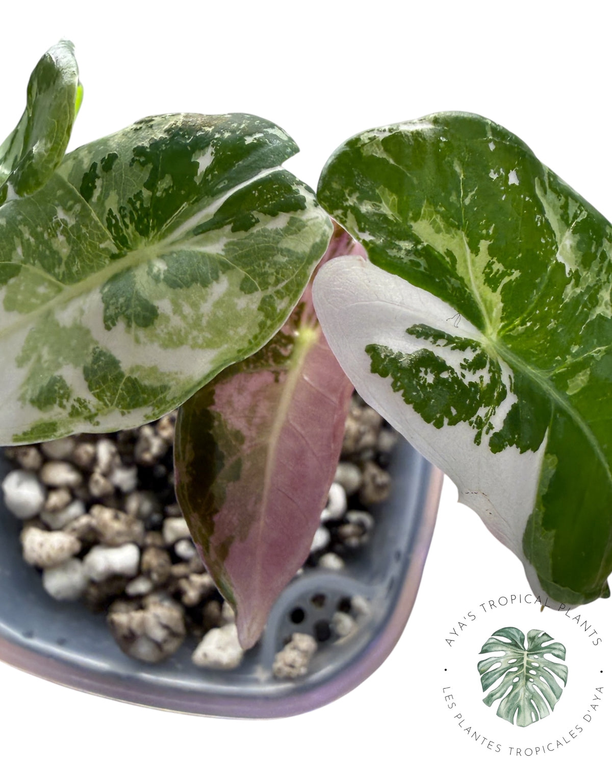 Alocasia Longiloba Grandis Pink Variegated