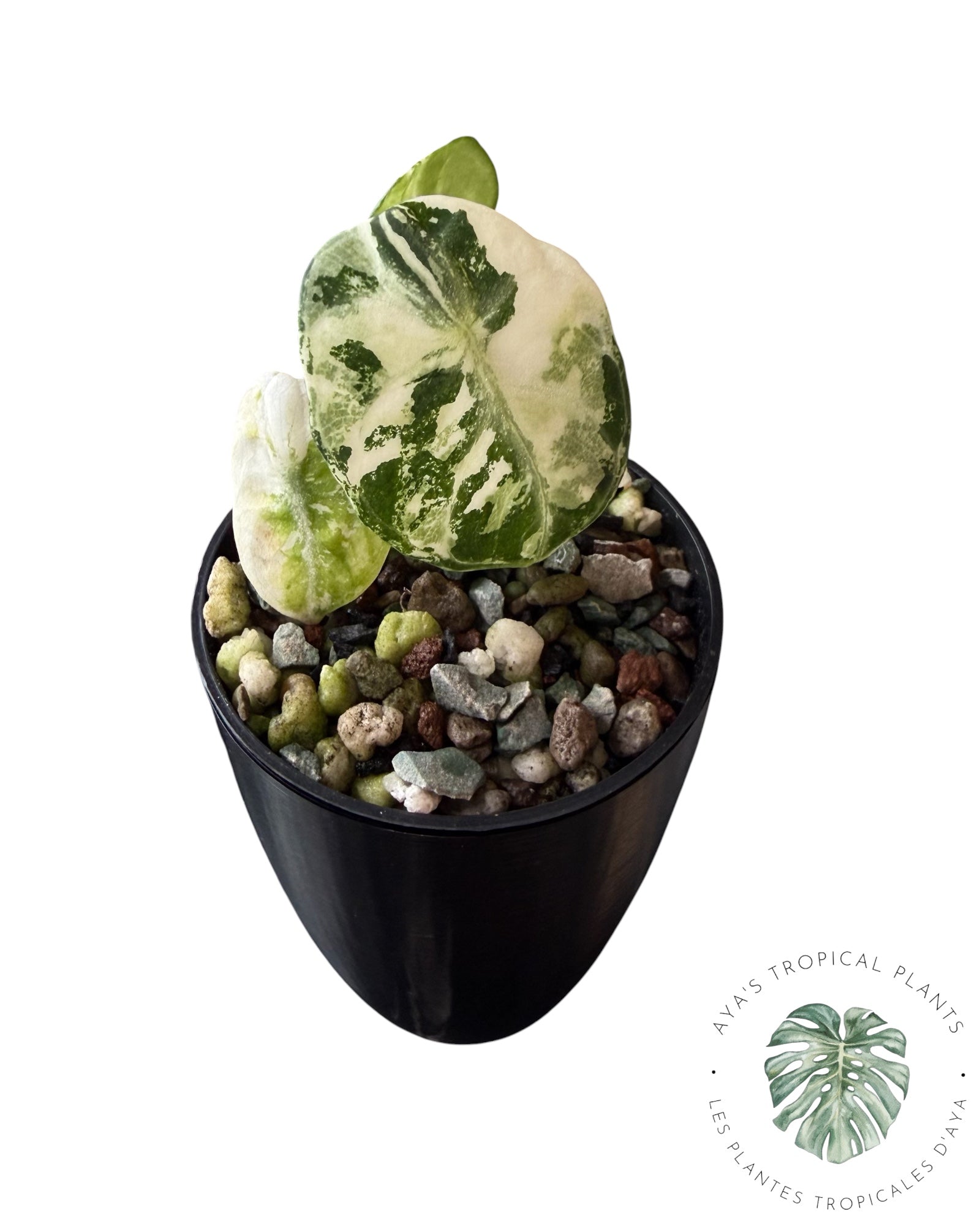 Alocasia Ninja Albo Variegated