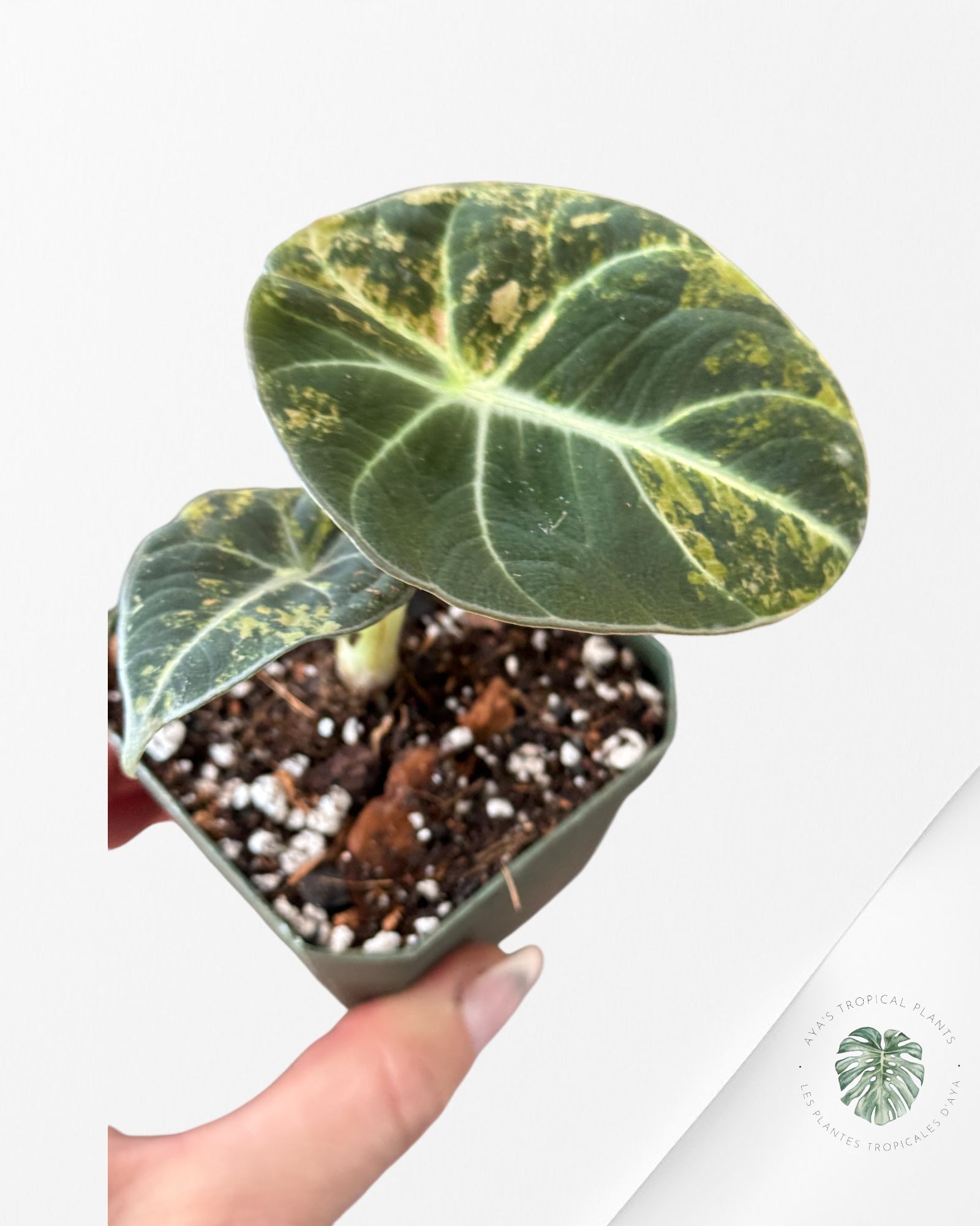 Alocasia Black Velvet Gold-ABVG1