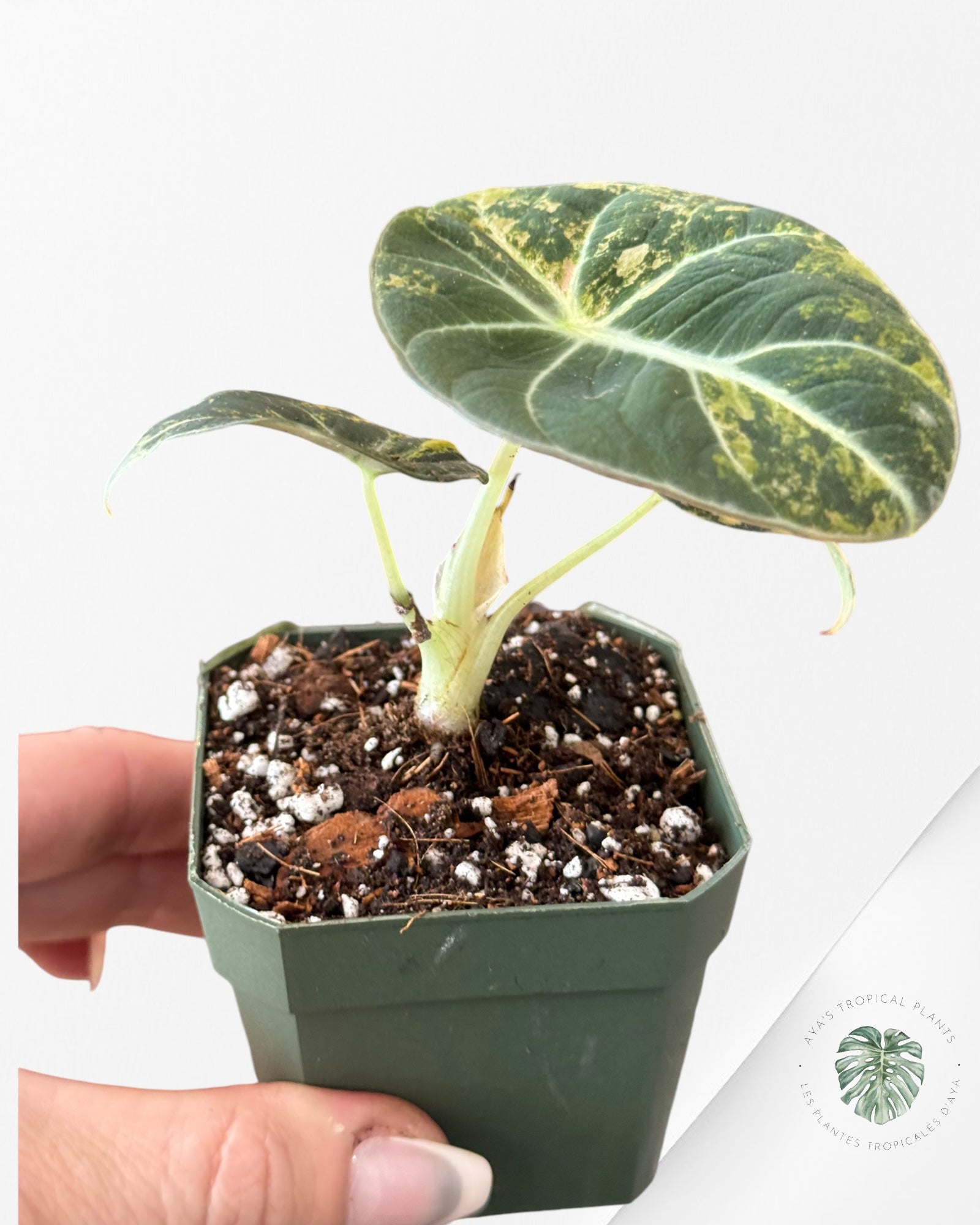 Alocasia Black Velvet Gold-ABVG1