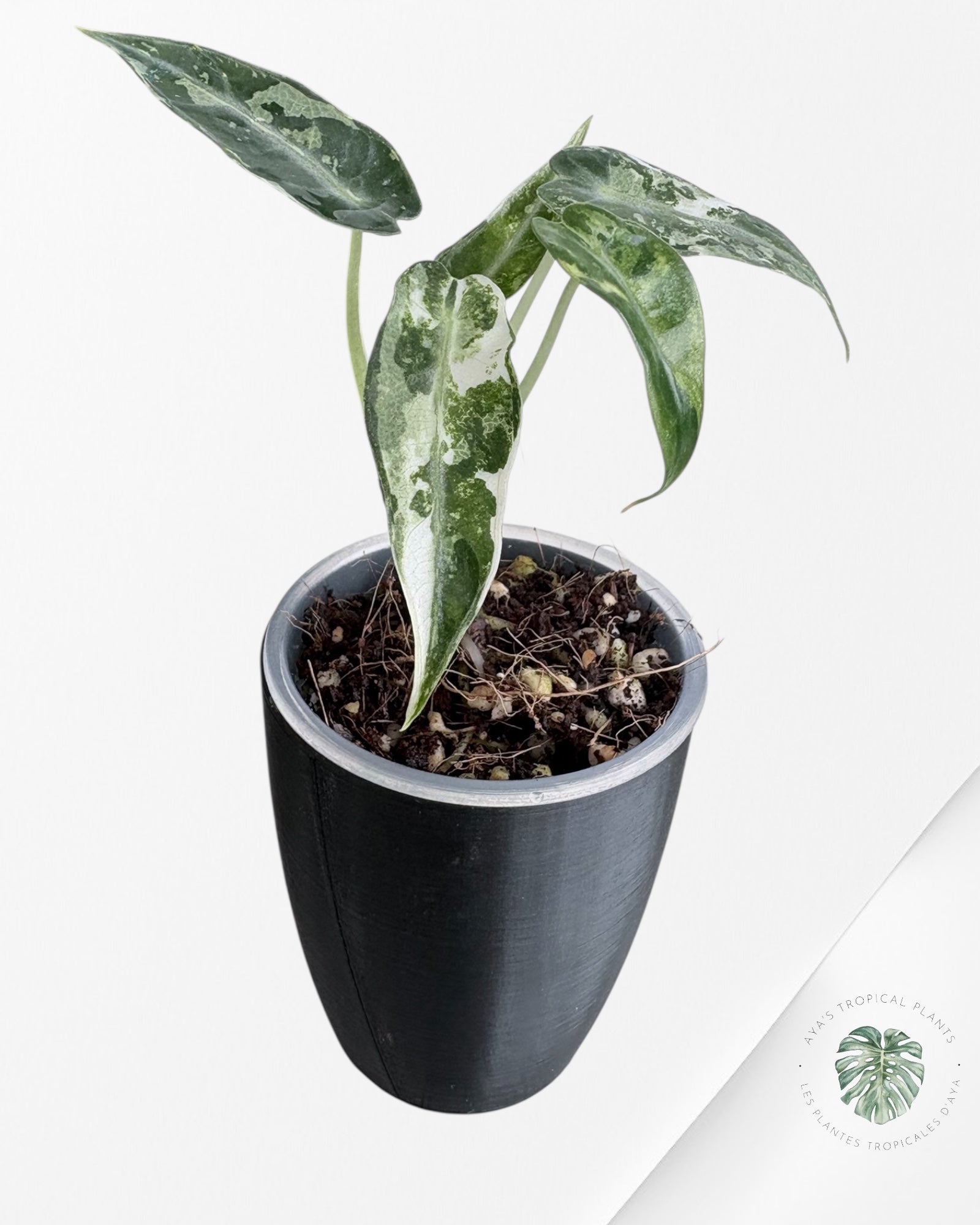 Alocasia Bambino  Albo & Aurea Variegated