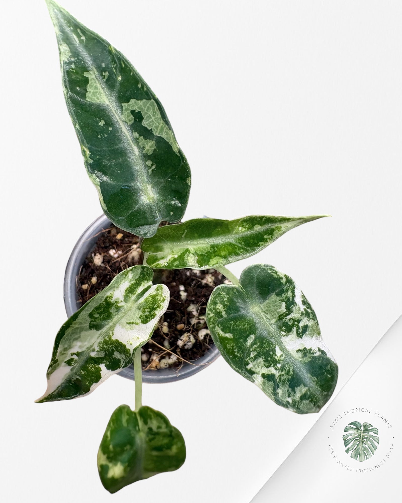 Alocasia Bambino  Albo & Aurea Variegated