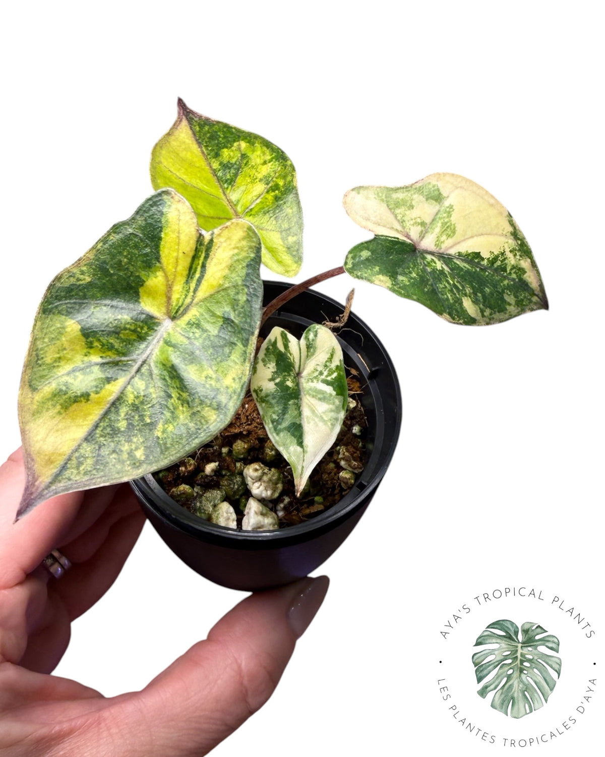 Alocasia Yucatan Aurea Variegated