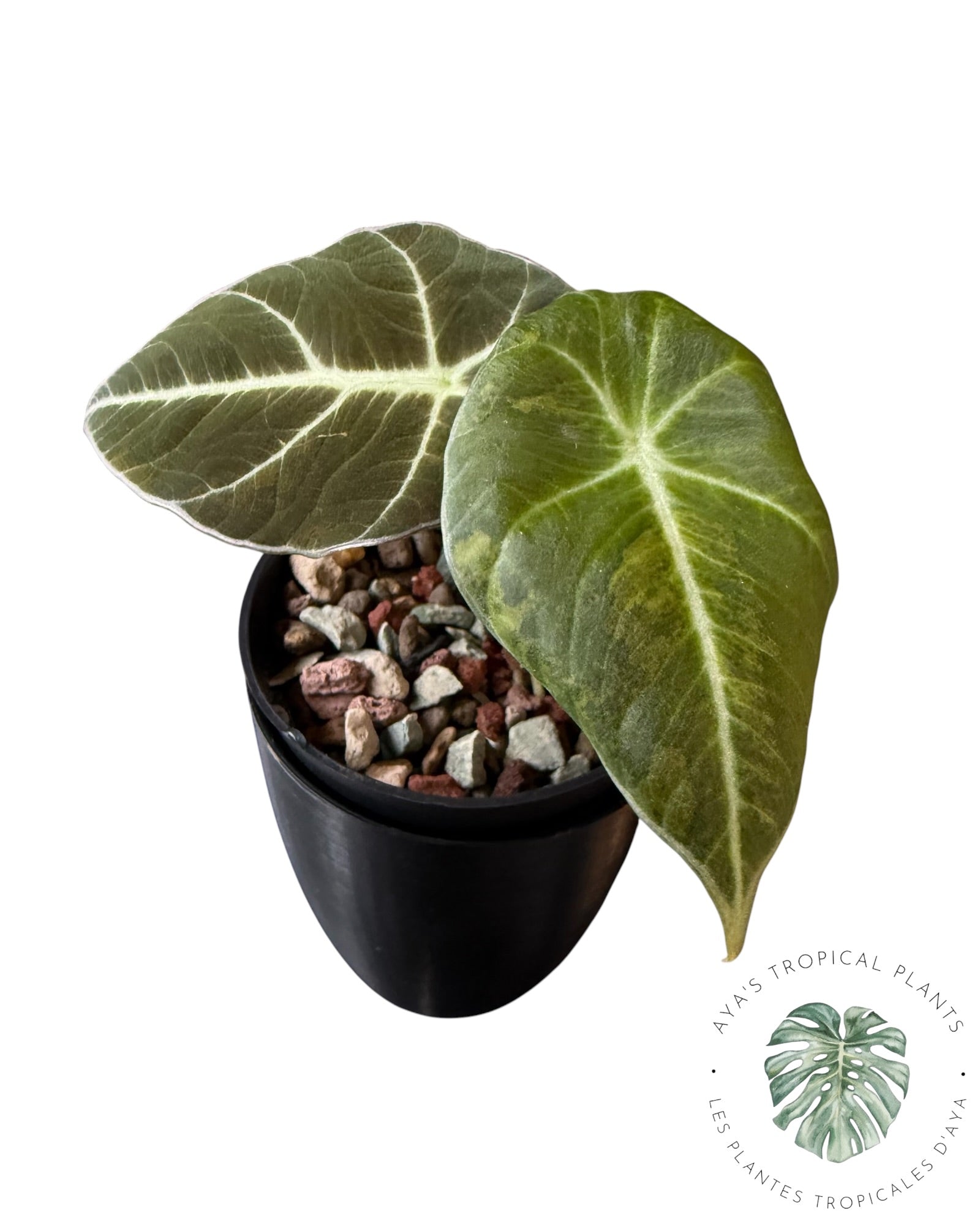 Alocasia Black Velvet Aurea Variegated