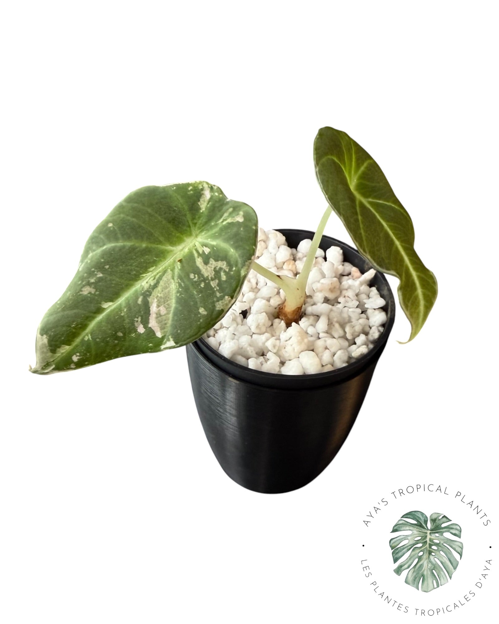 Alocasia Black Velvet Pink Panaché