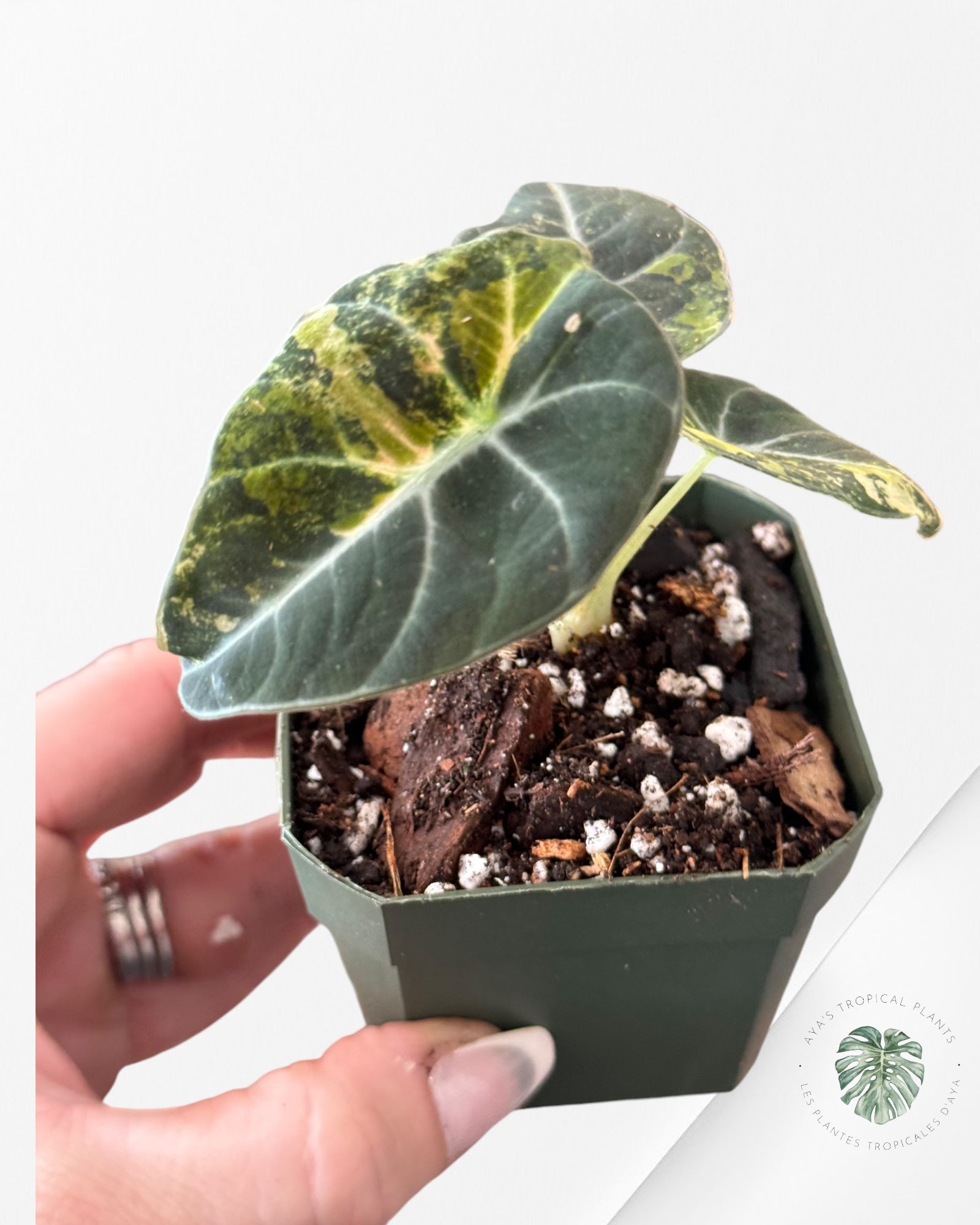 Alocasia Black Velvet Gold-ABVG3