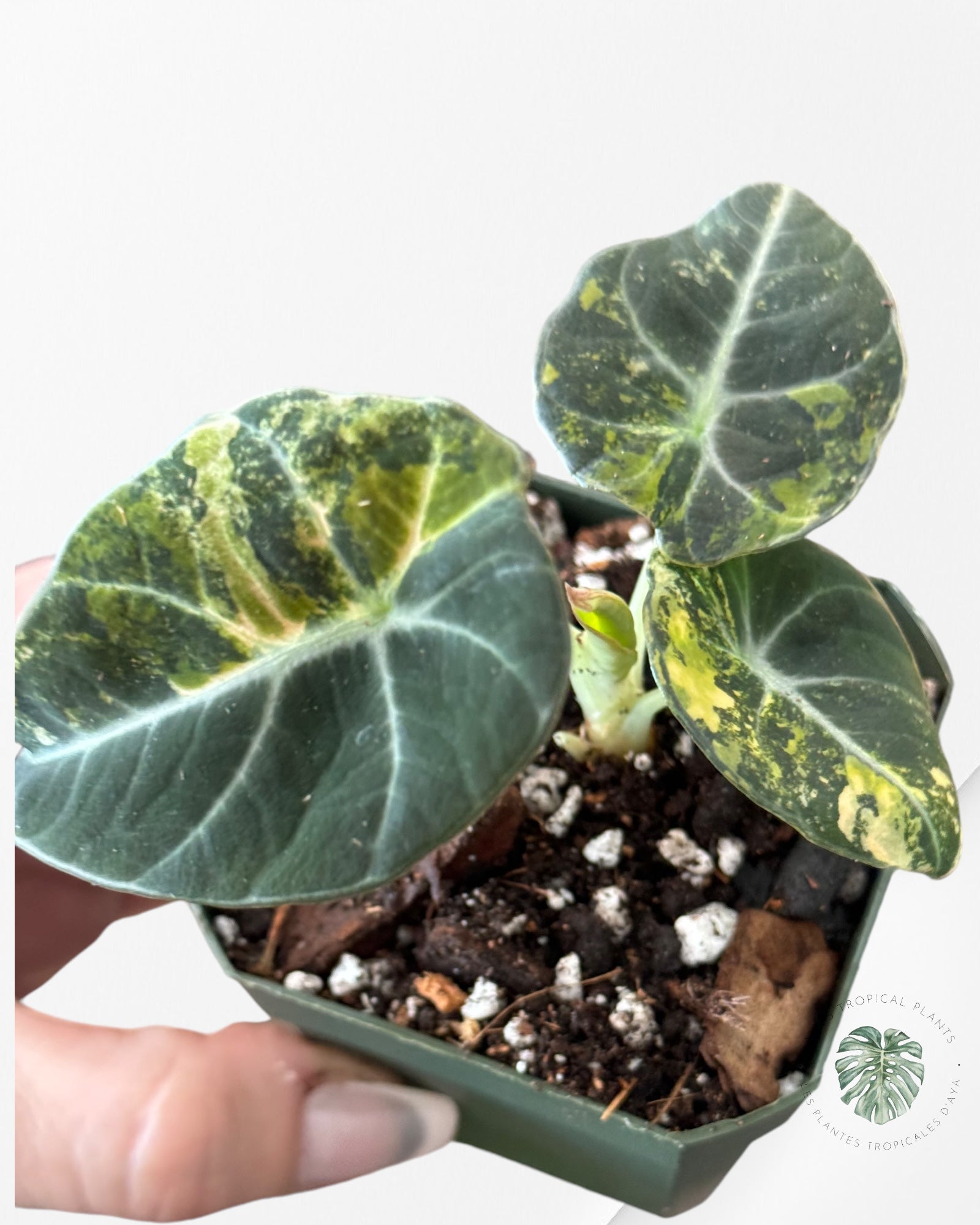 Alocasia Black Velvet Gold-ABVG3