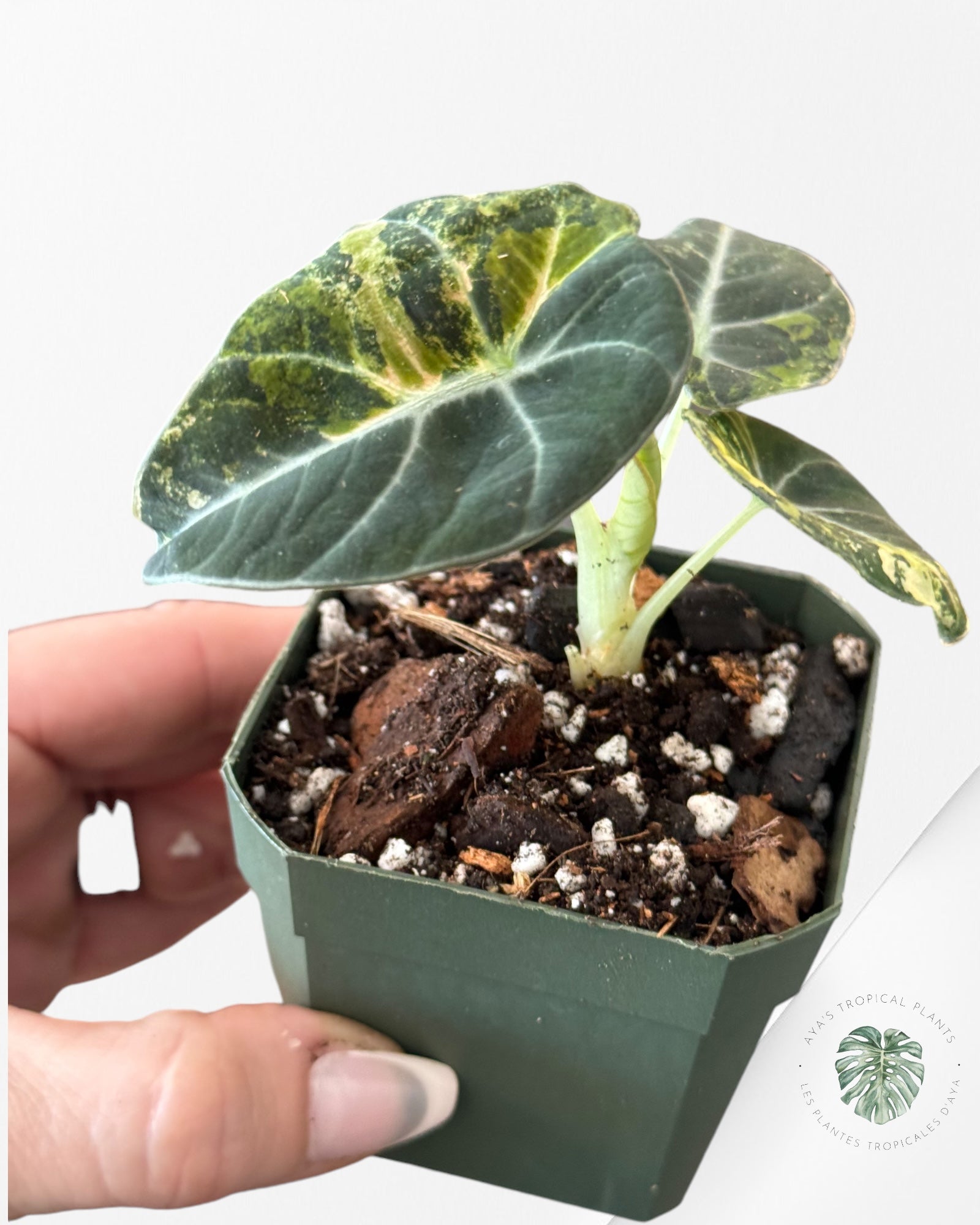 Alocasia Black Velvet Gold-ABVG3