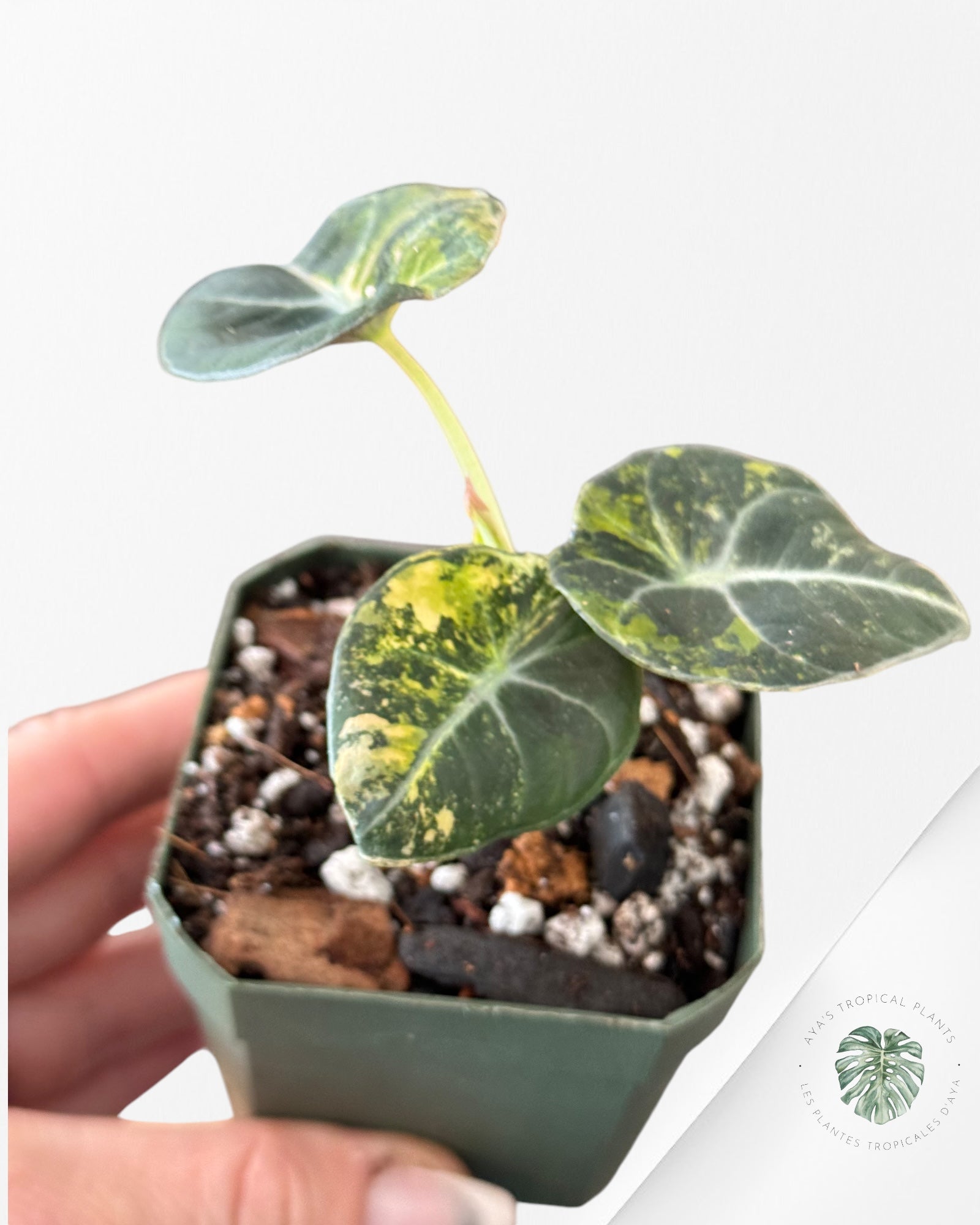 Alocasia Black Velvet Gold-ABVG3