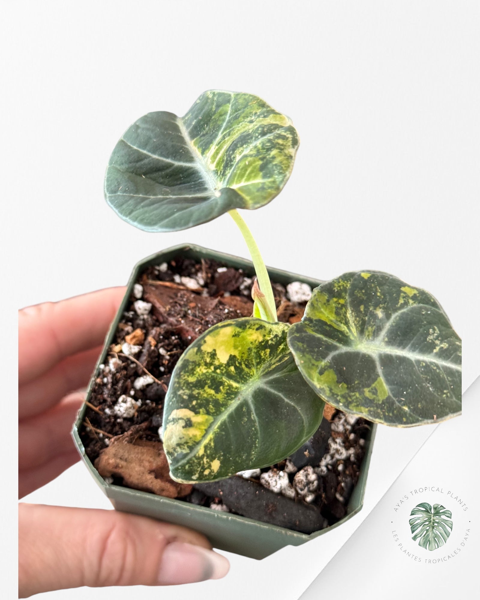 Alocasia Black Velvet Gold-ABVG3