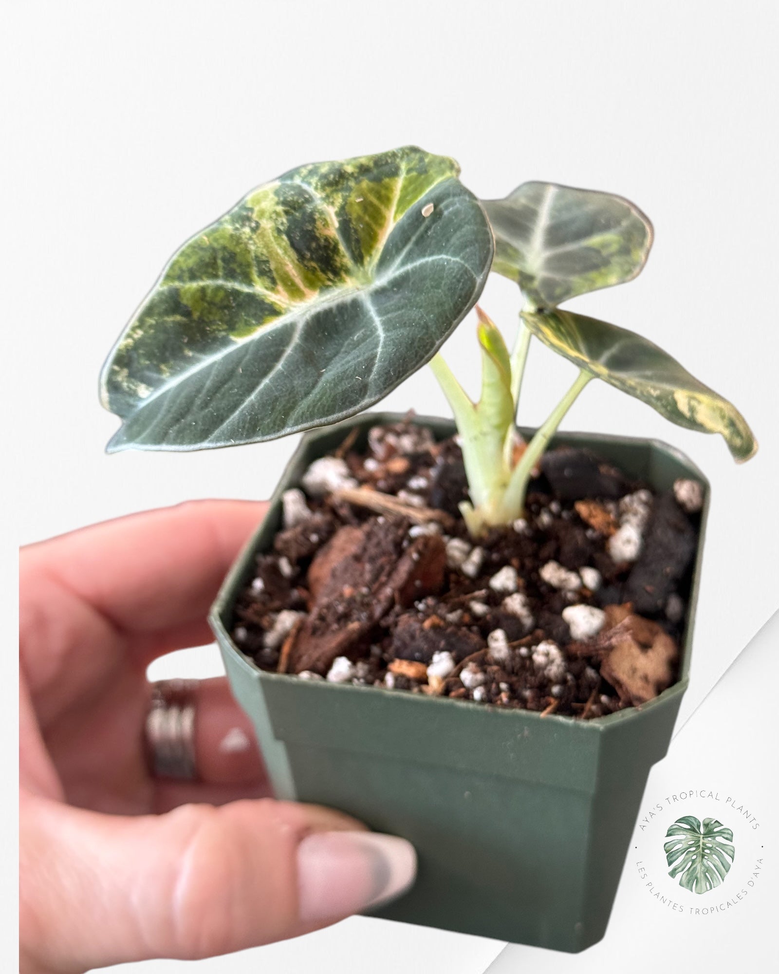 Alocasia Black Velvet Gold-ABVG3