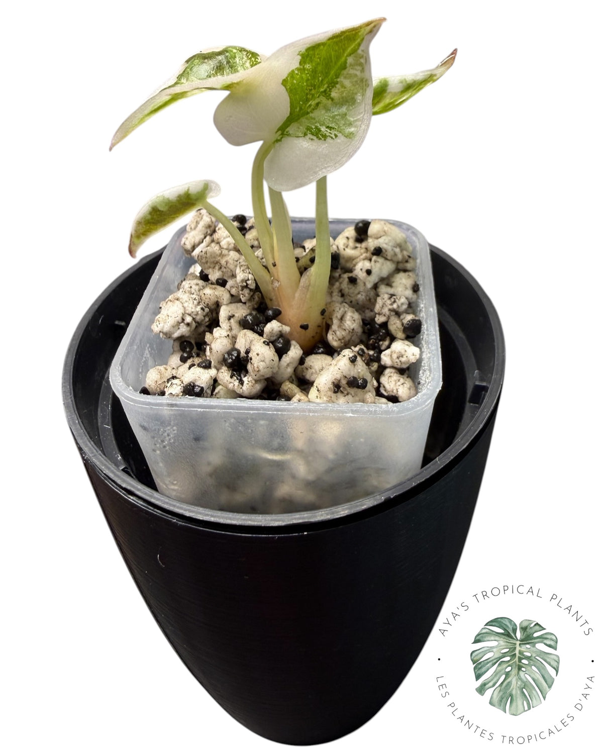 Alocasia Cuprea Pink Albo Panaché