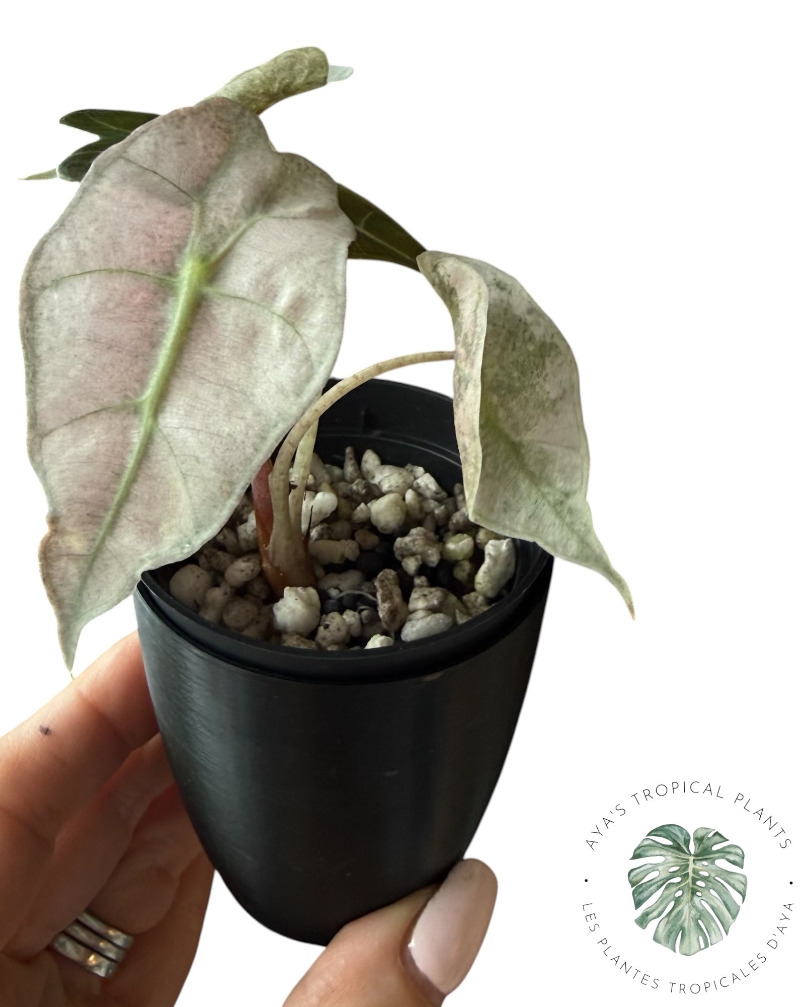 Alocasia polly pink mutation