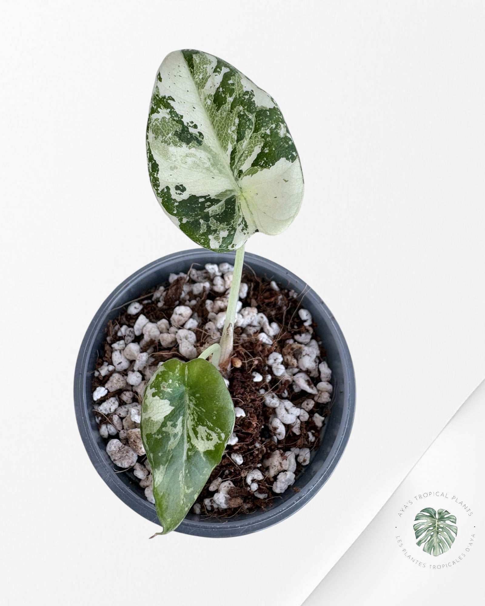 Alocasia Black Velvet Pink Variegated