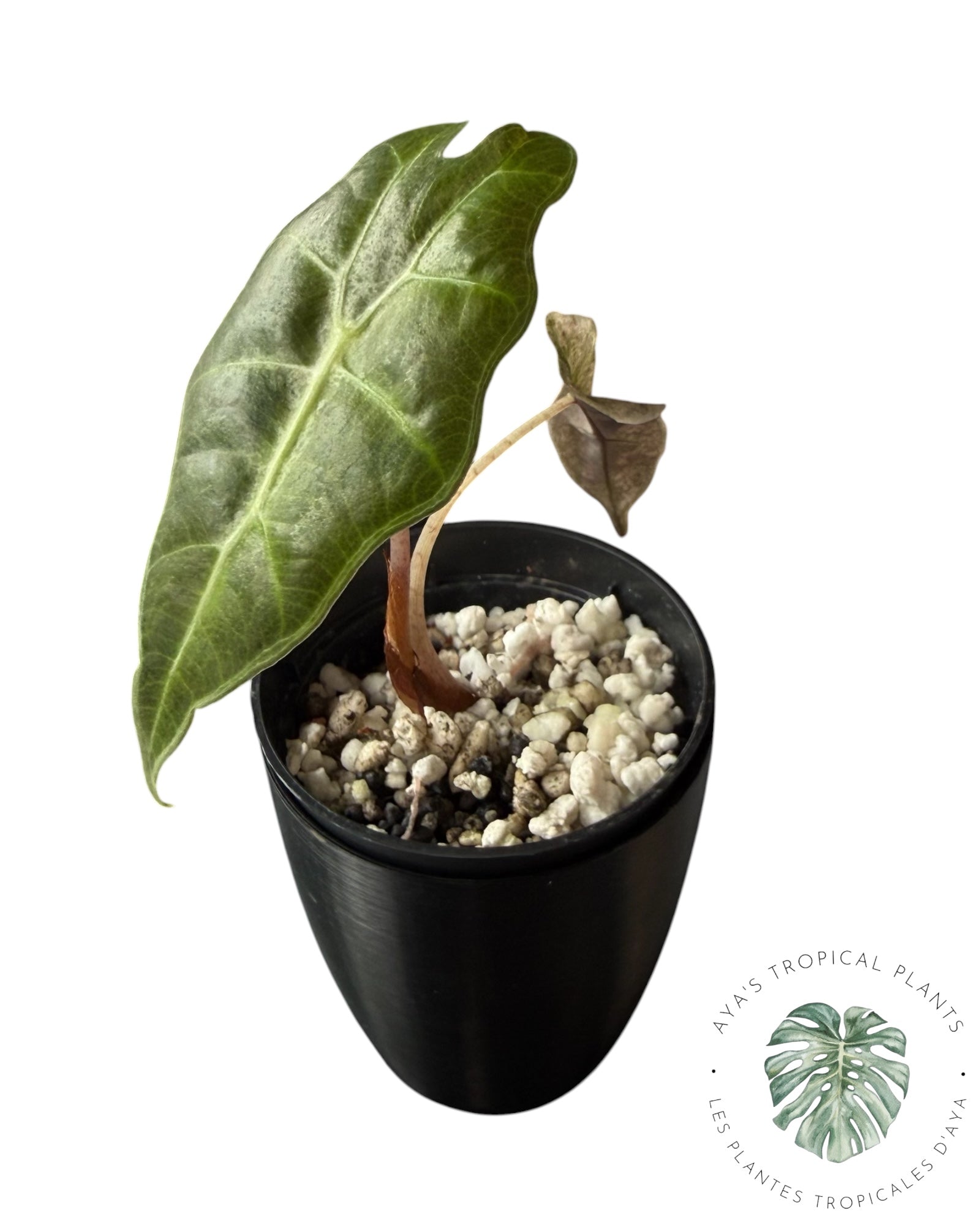 Alocasia polly pink mutation