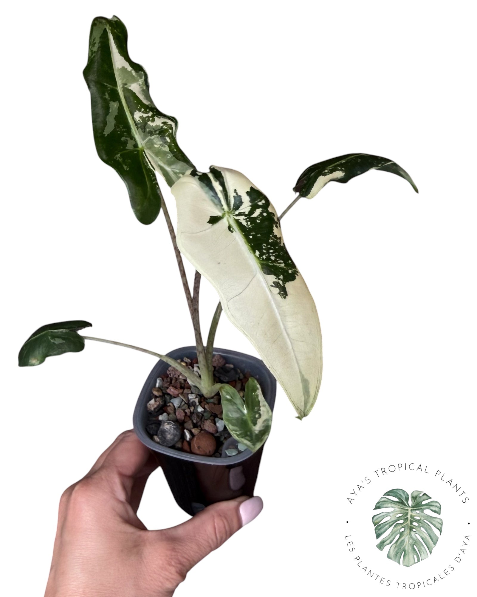 Alocasia Sarian Albo Variegated