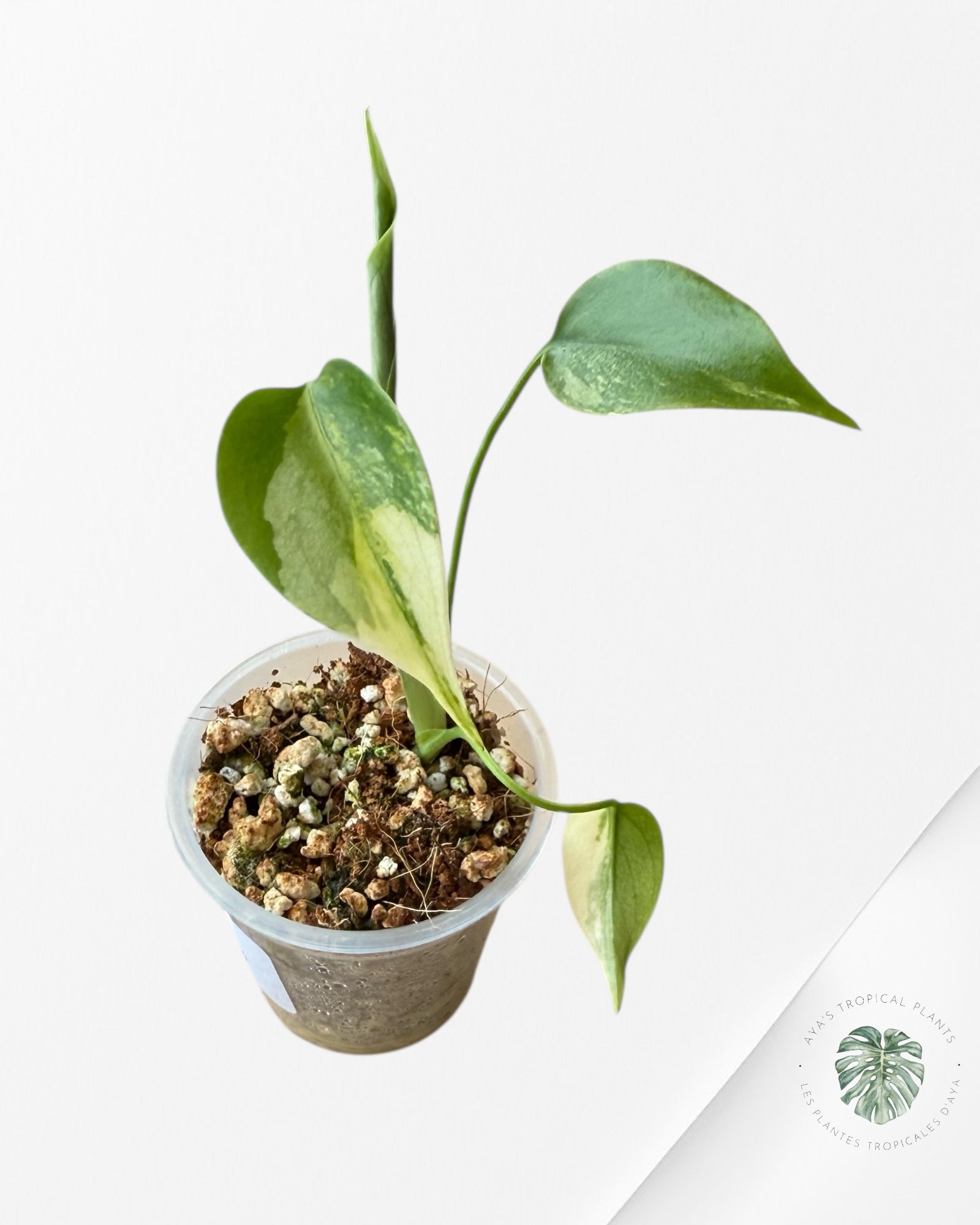 Monstera Aurea | Rare TC Plant | Aya's Tropical Plants